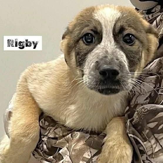 Enlarge Rigby, a ADOPTABLE Mixed Breed in Wando, SC image 2/6