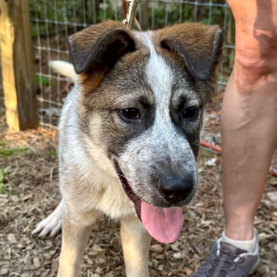 Enlarge Rigby, a ADOPTABLE Mixed Breed in Wando, SC image 5/6