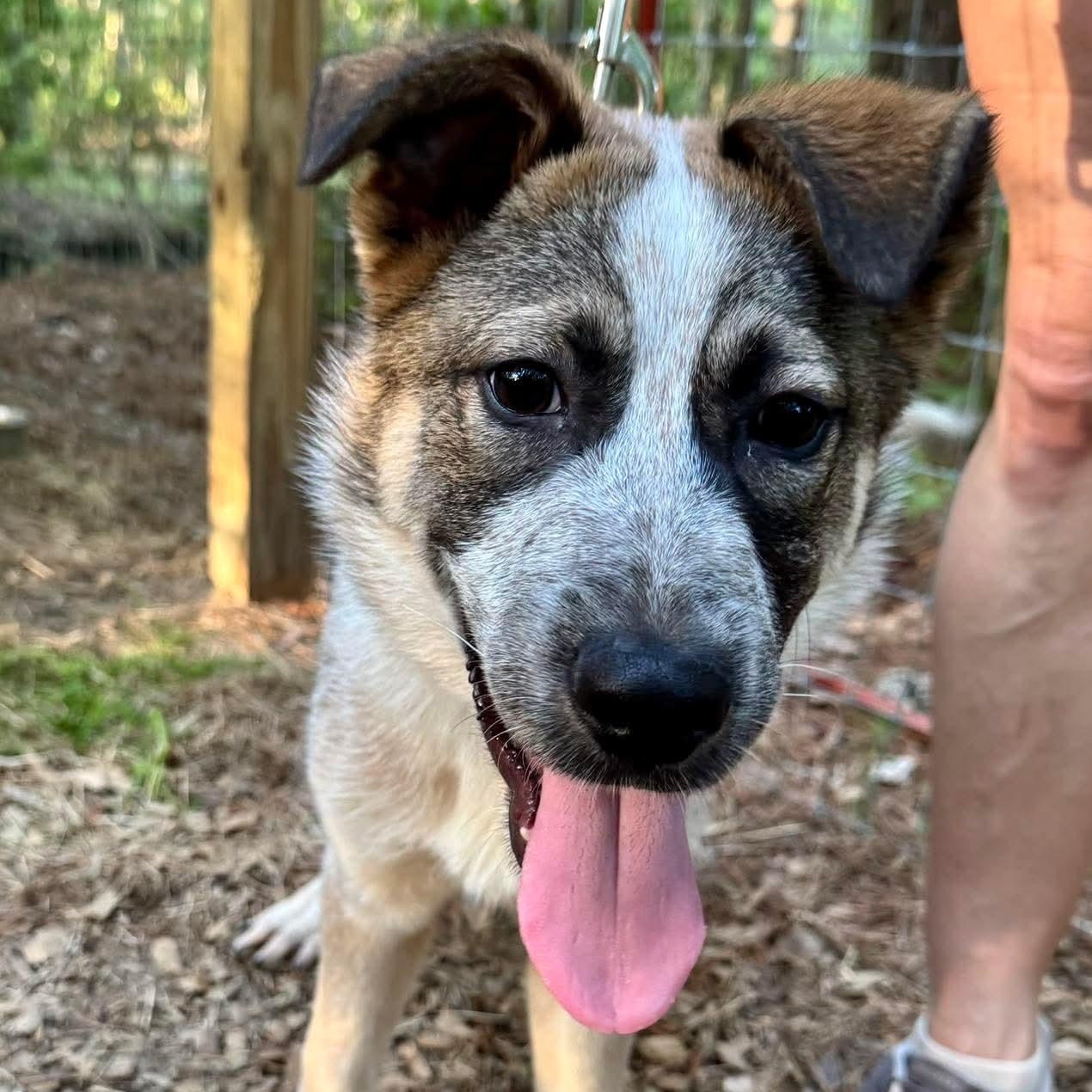 Enlarge Rigby, a ADOPTABLE Mixed Breed in Wando, SC image 3/6