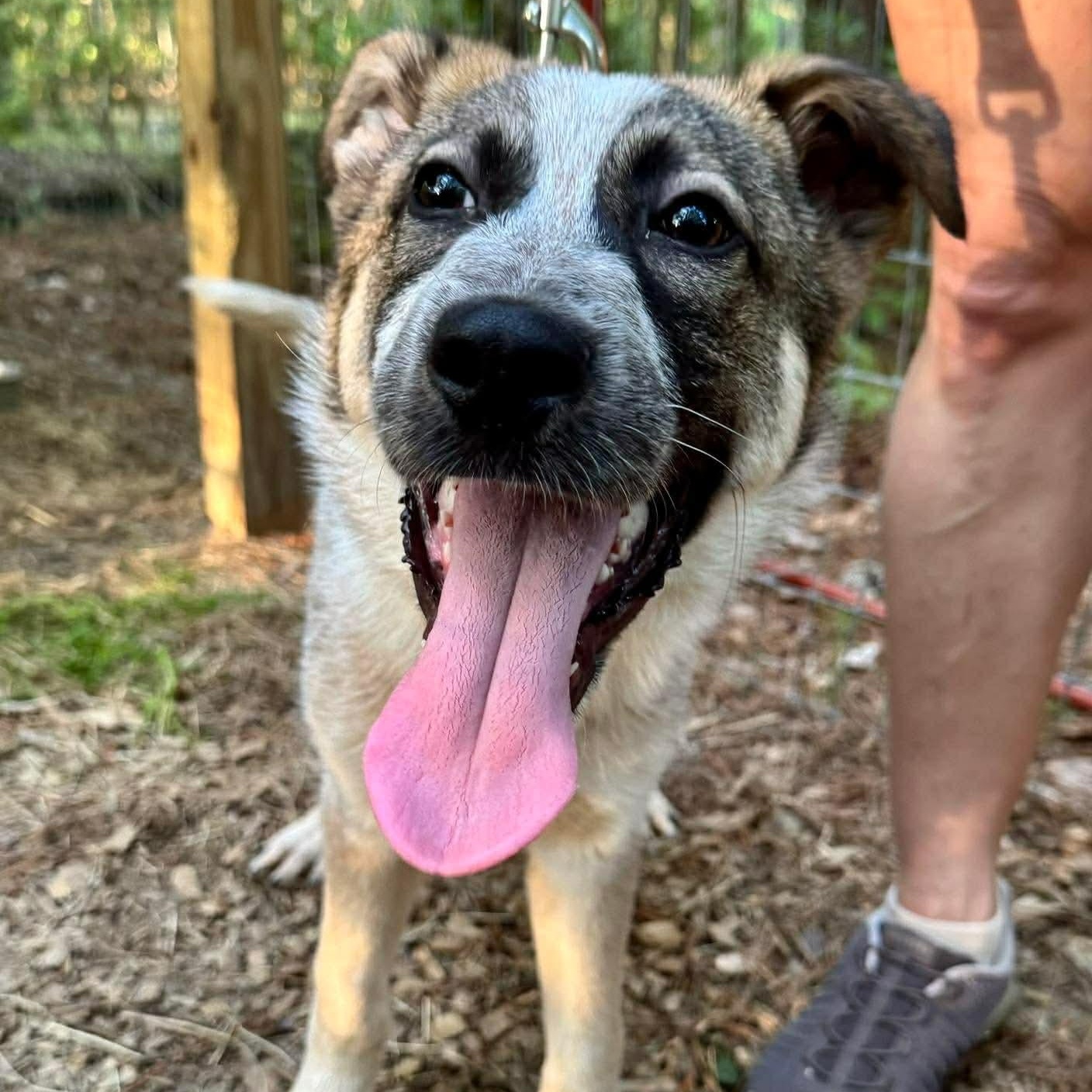 Enlarge Rigby, a ADOPTABLE Mixed Breed in Wando, SC image 4/6