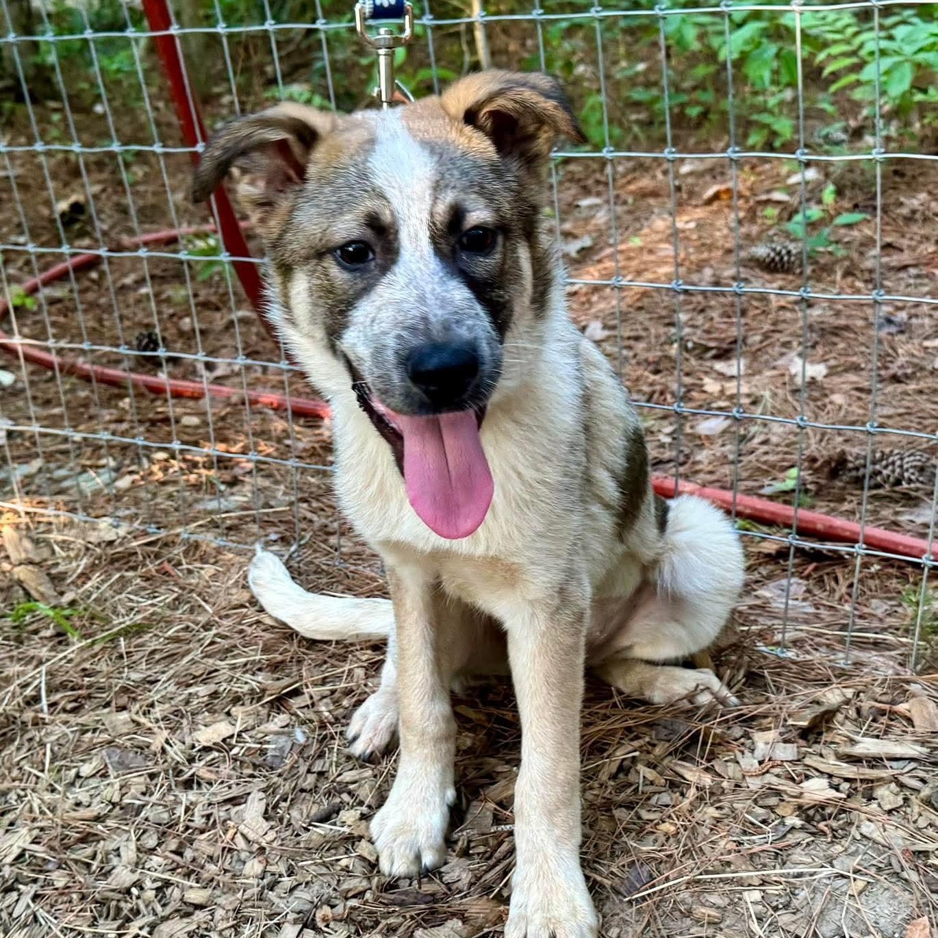 Enlarge Rigby, a ADOPTABLE Mixed Breed in Wando, SC image 1/6