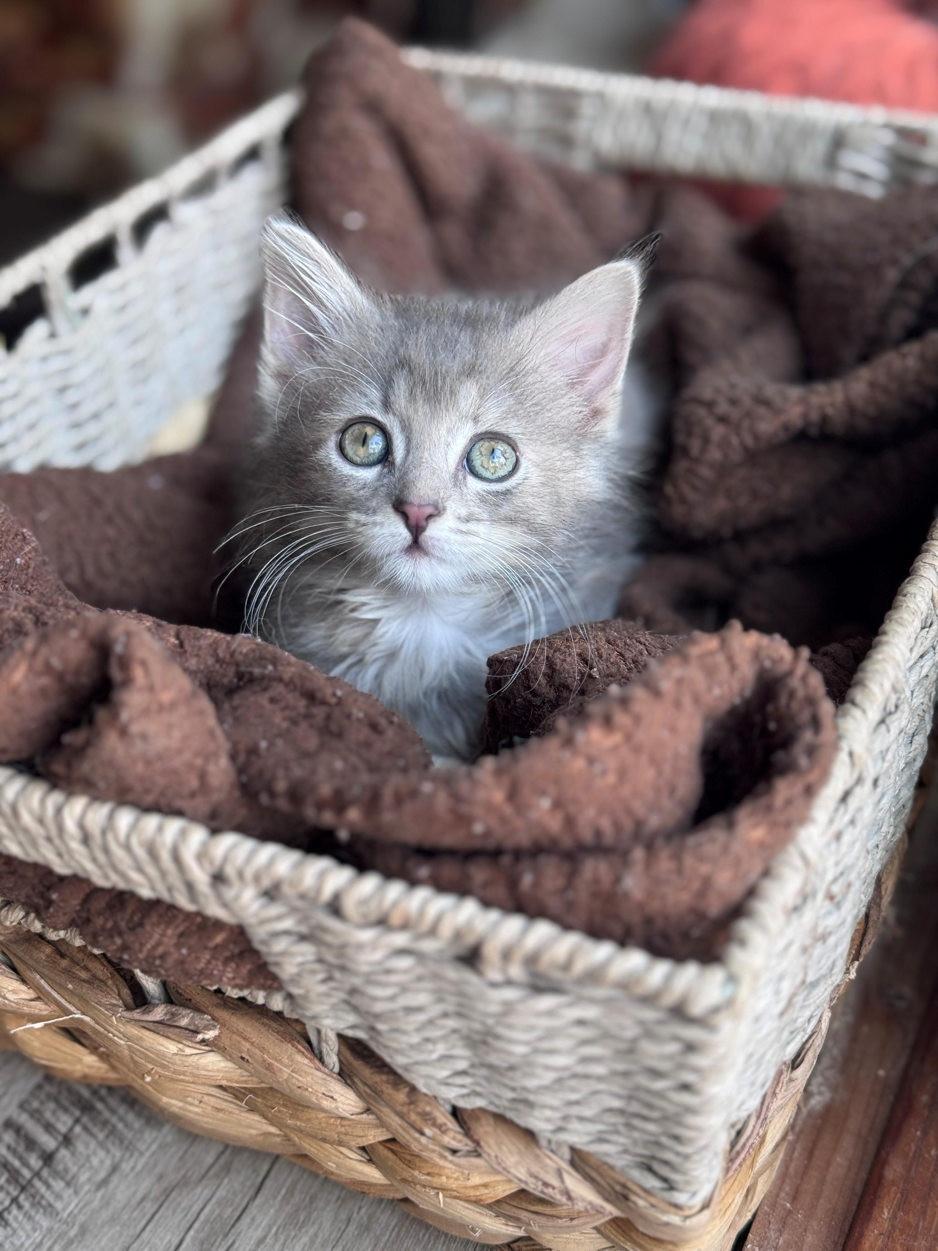 Enlarge Galma, a Adoptable Domestic Medium Hair in Hackensack, MN image 3/4