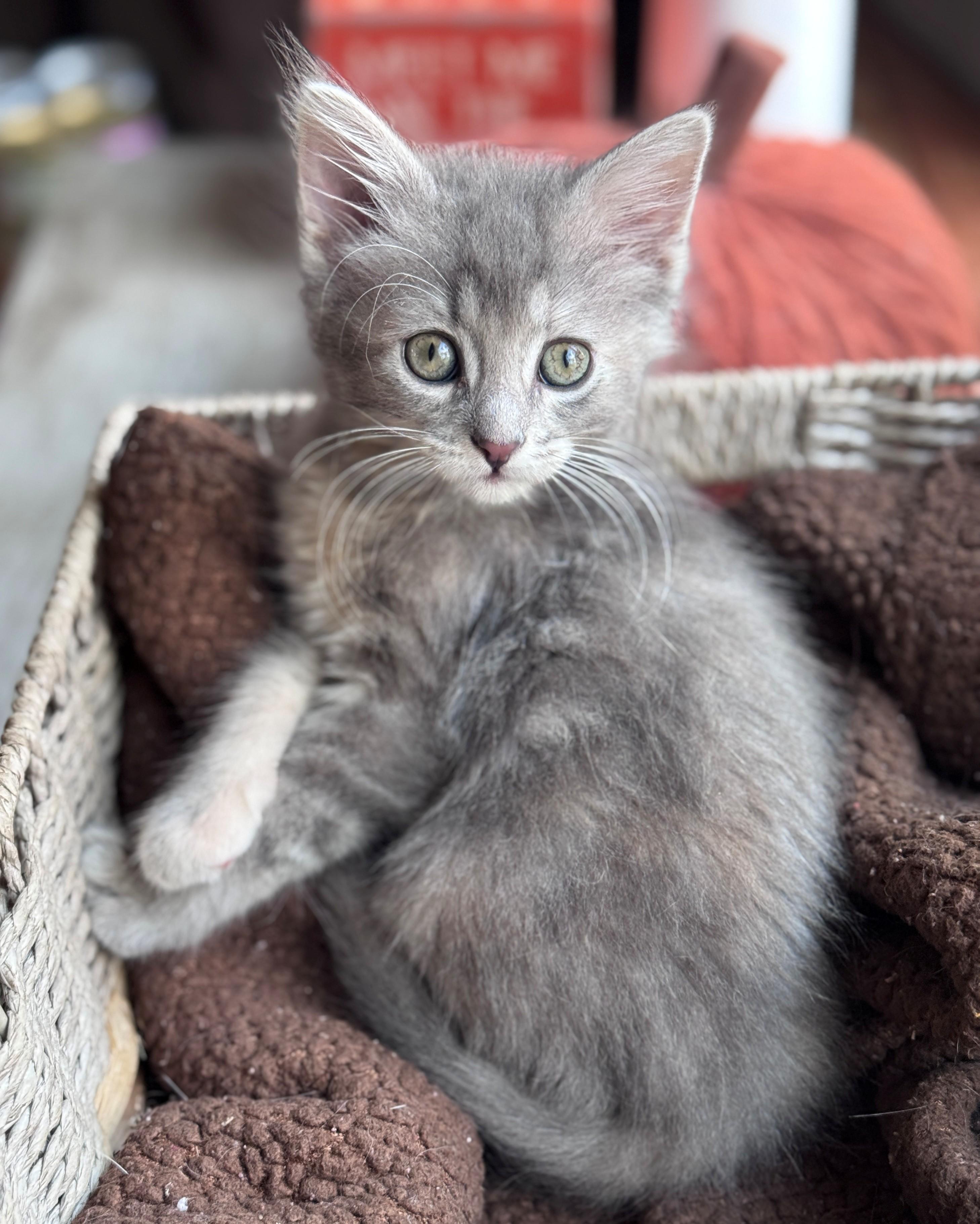 Galma, Adoptable, Kitten Female Domestic Medium Hair.