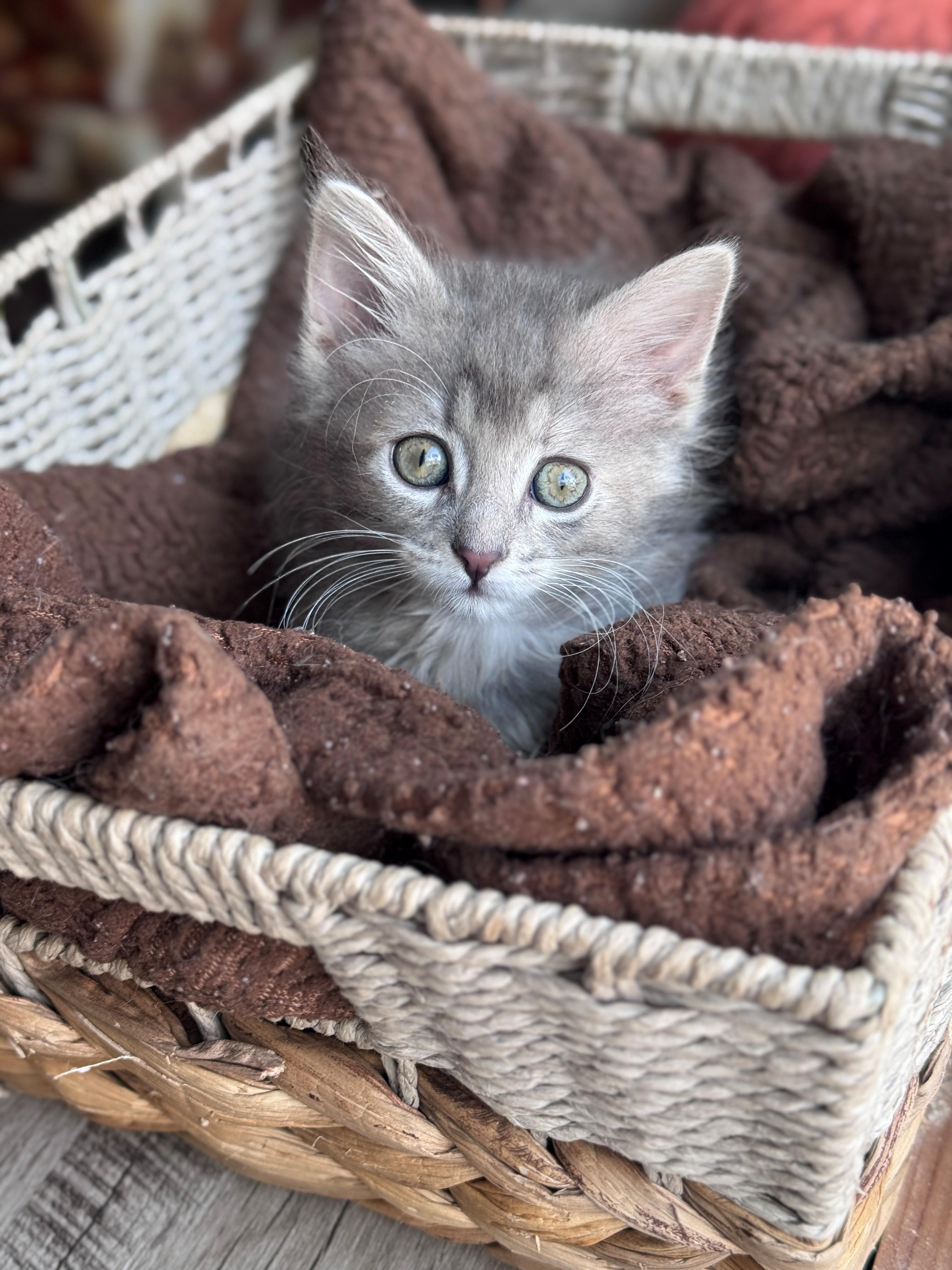 Enlarge Galma, a Adoptable Domestic Medium Hair in Hackensack, MN image 4/4