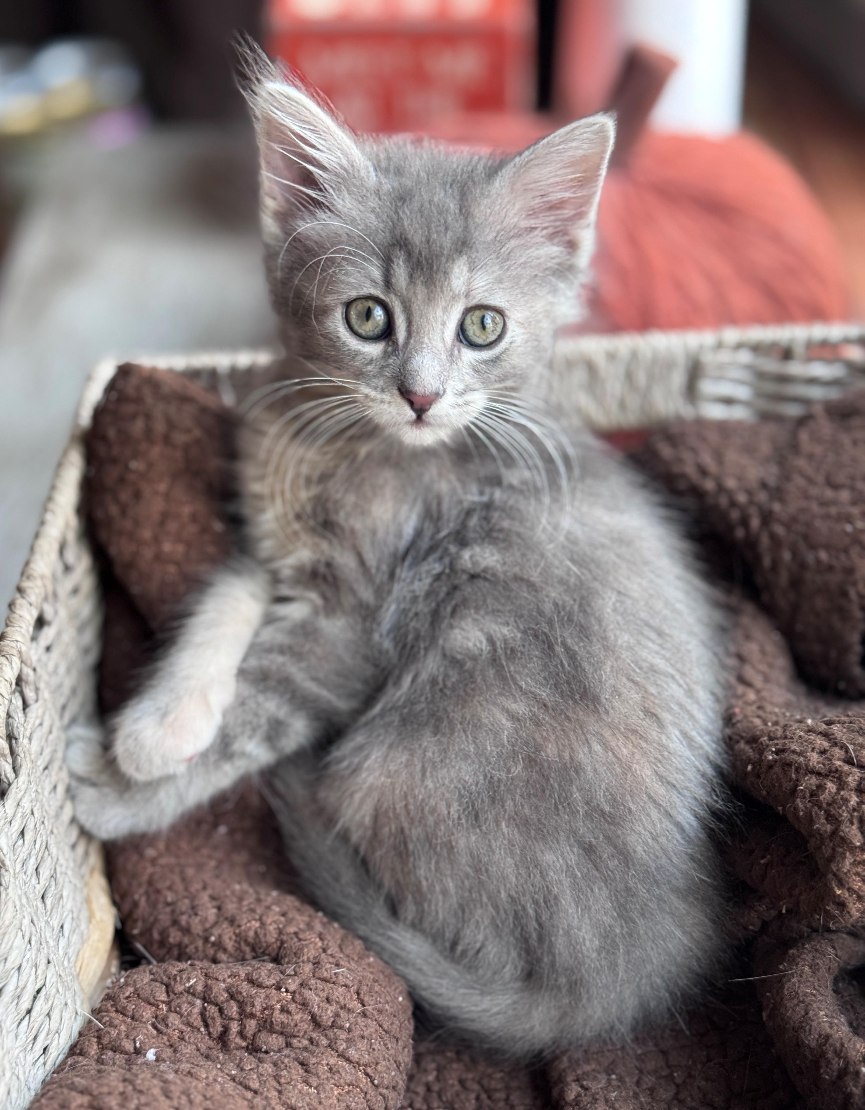 Enlarge Galma, a Adoptable Domestic Medium Hair in Hackensack, MN image 2/4