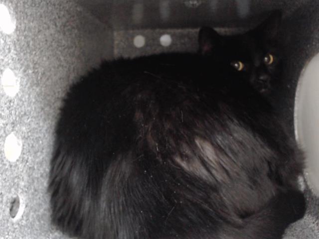 SABLE, Adoptable, Adult Female Domestic Short Hair.