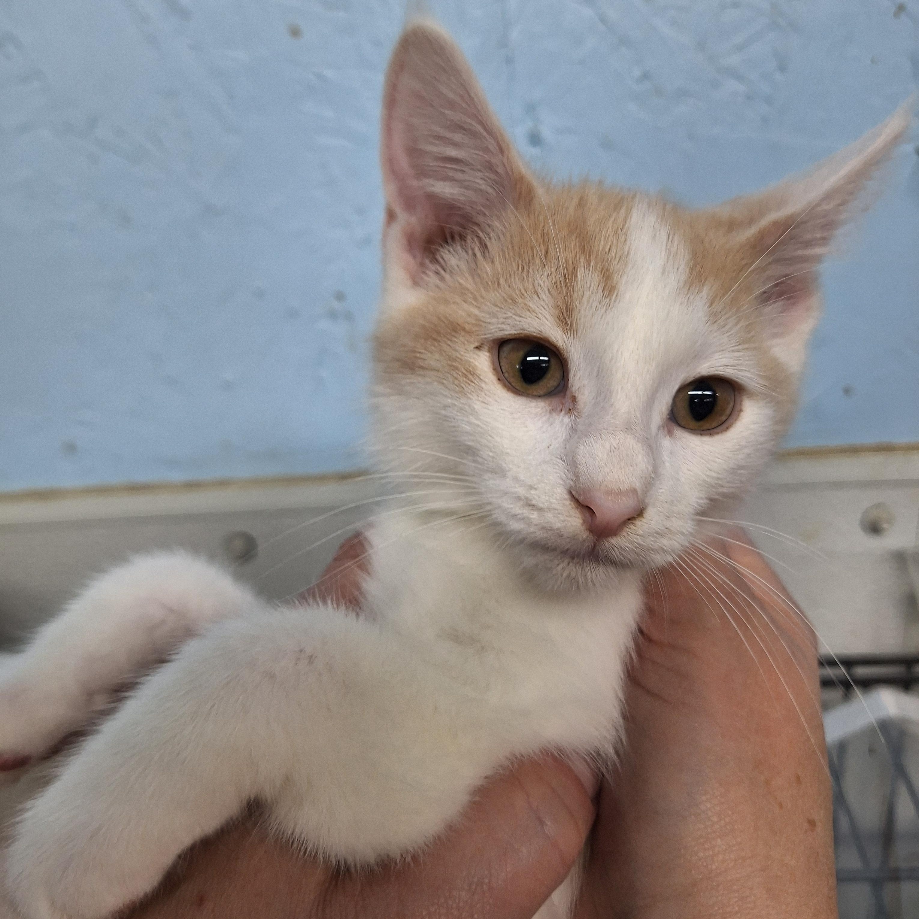 Enlarge Buttercup, a ADOPTABLE Domestic Short Hair in Clarinda, IA image 3/3