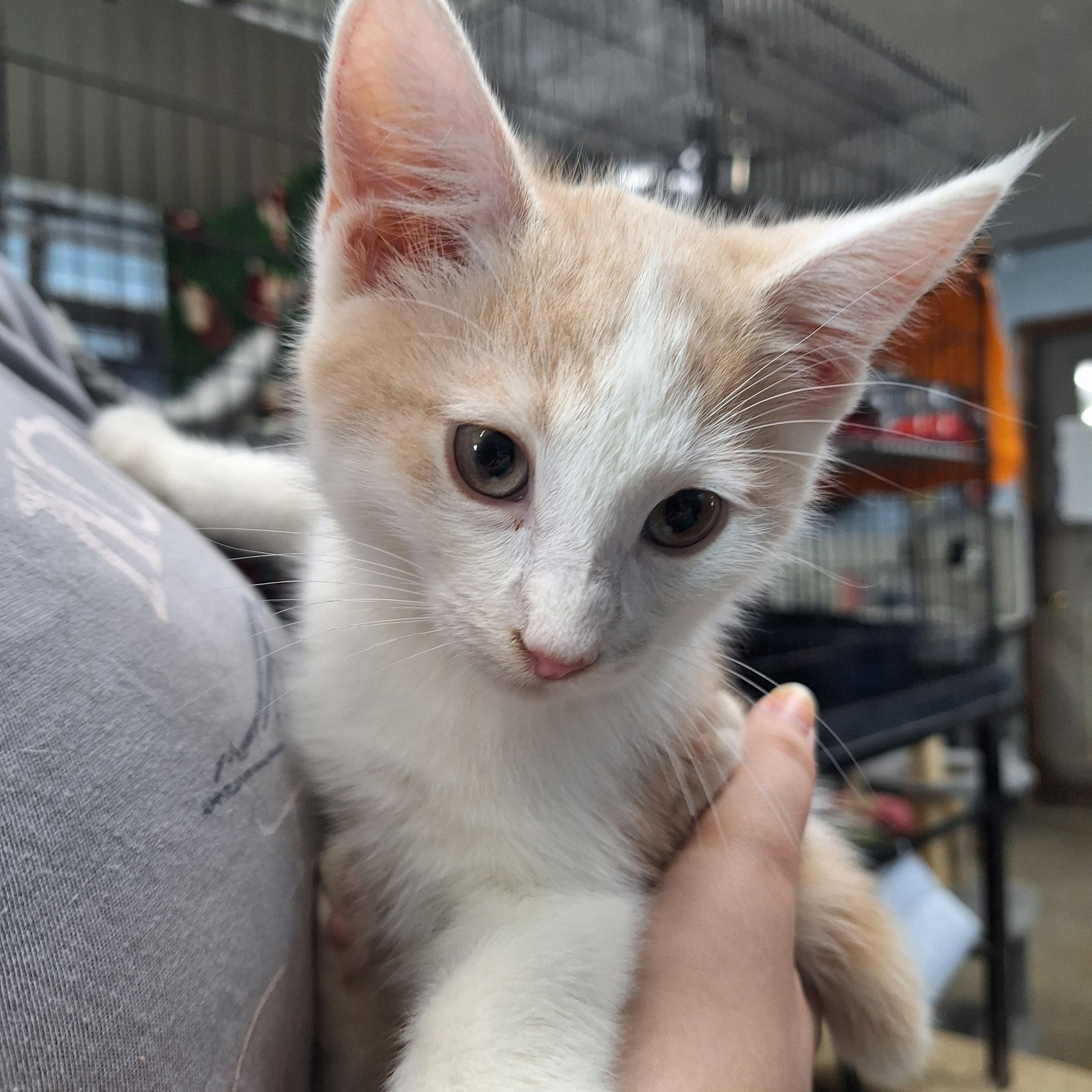 Buttercup, ADOPTABLE, Kitten Male Domestic Short Hair.