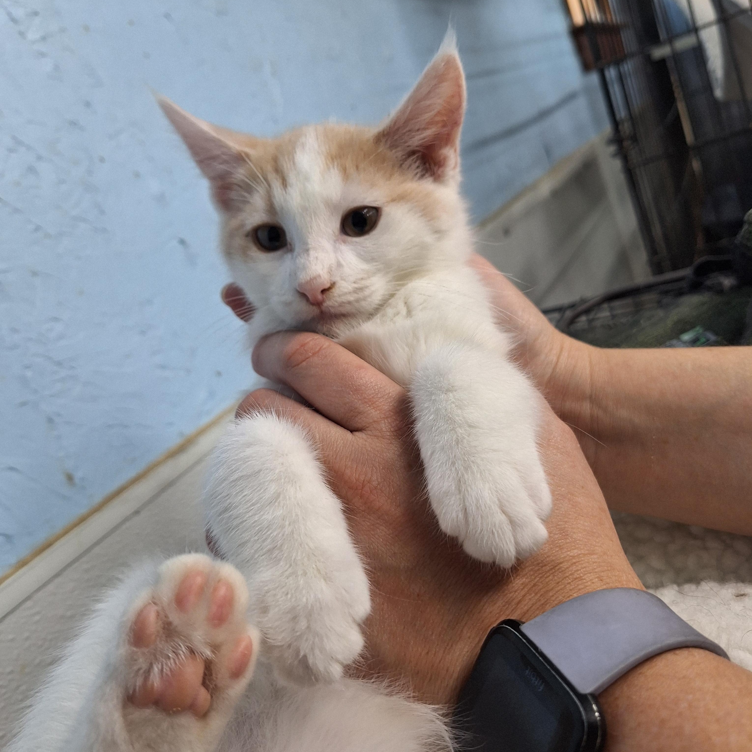 Enlarge Buttercup, a ADOPTABLE Domestic Short Hair in Clarinda, IA image 2/3