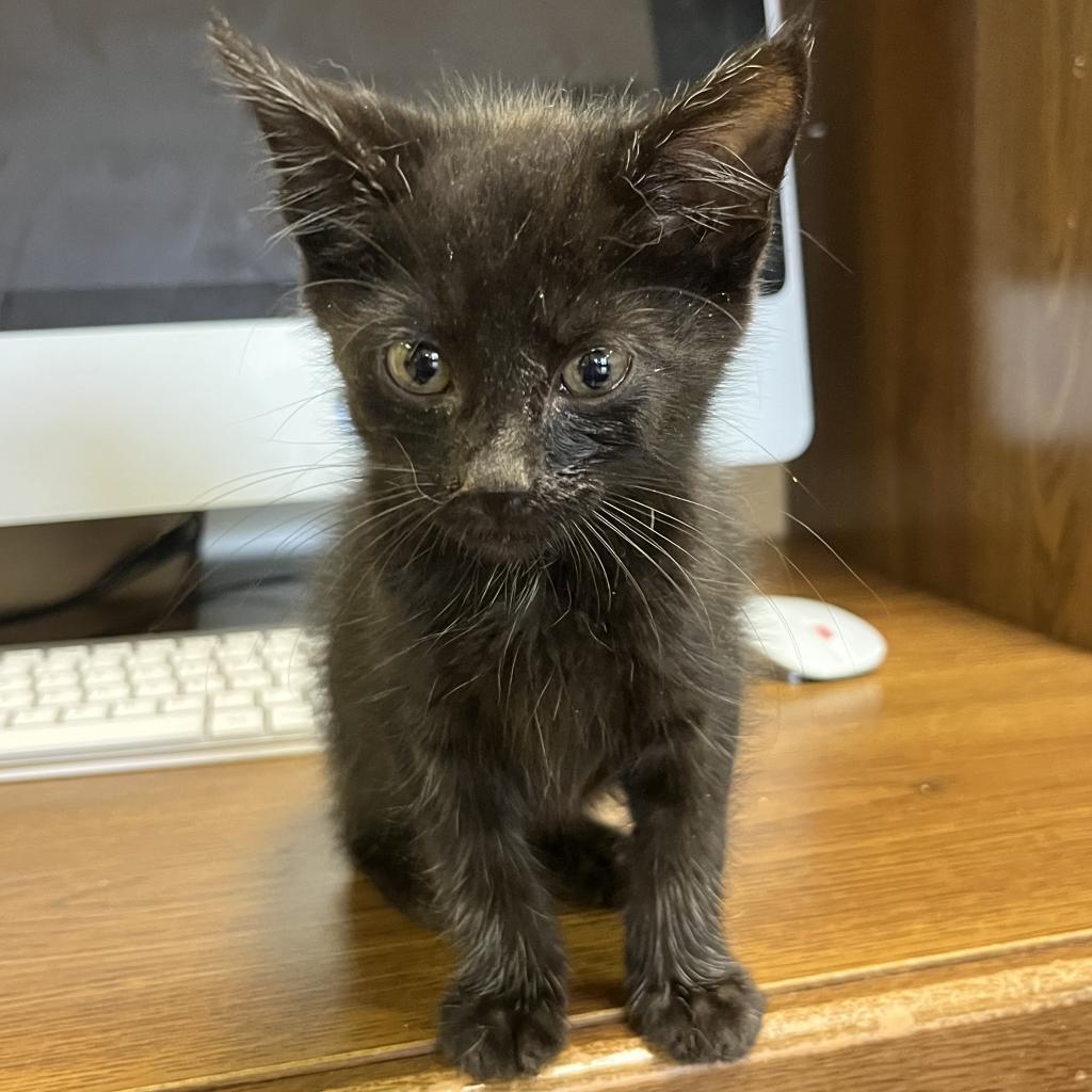 Axel / Damon, a Adoptable Domestic Short Hair in DAYTON, TN image 1/2