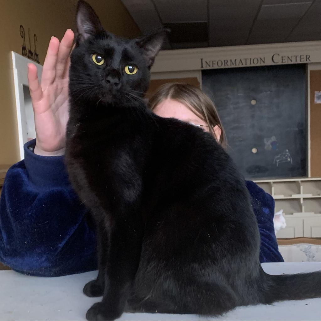 Axel / Damon, a Adoptable Domestic Short Hair in DAYTON, TN image 2/2