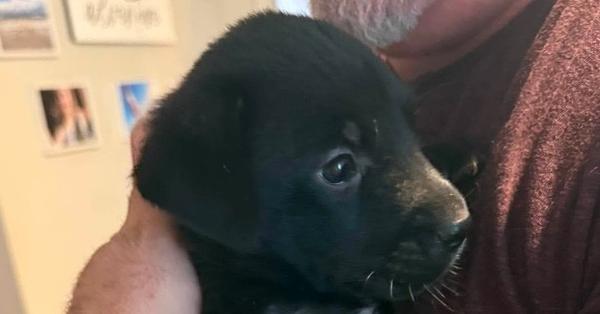Enlarge Abra, a Adoptable mixed breed in Newnan, GA image 1/1
