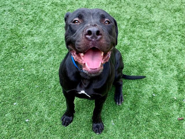 MARLEY, Adoptable, Young Male Pit Bull Terrier & Mixed Breed.