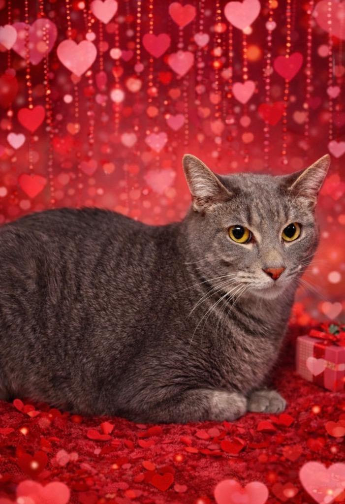 Enlarge Morty, a Adoptable mixed breed in Detroit, MI image 1/1