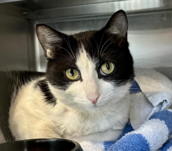 CHARLOTE, Adoptable, Adult Male Domestic Short Hair.