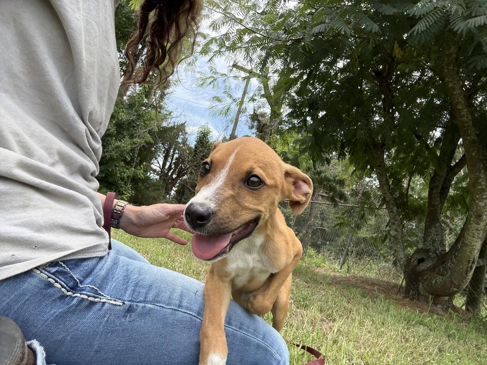 Enlarge Comet, a Adoptable Cattle Dog in Crystal Springs, MS image 2/5