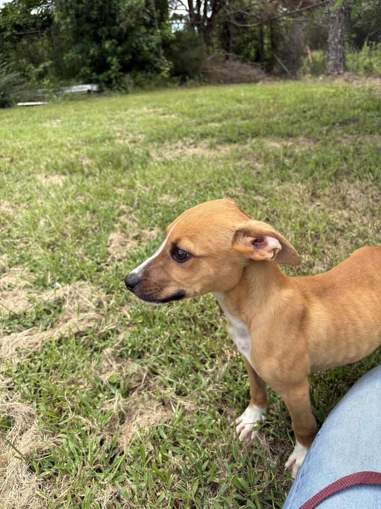 Enlarge Comet, a Adoptable Cattle Dog in Crystal Springs, MS image 3/5