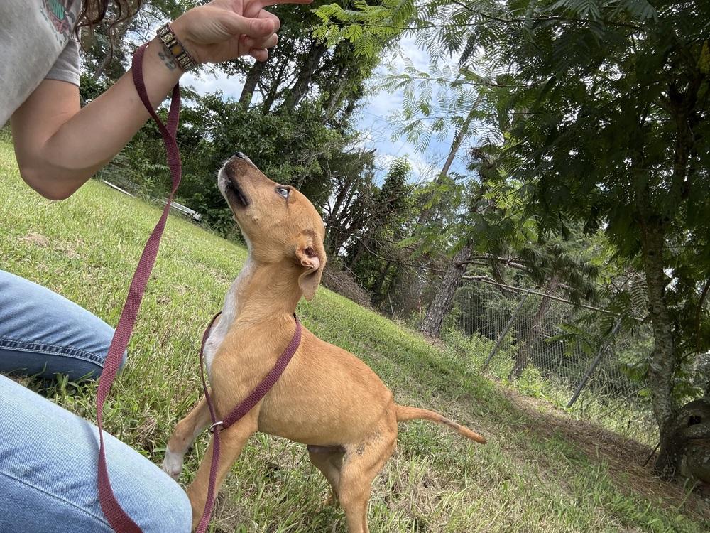 Enlarge Comet, a Adoptable Cattle Dog in Crystal Springs, MS image 4/5