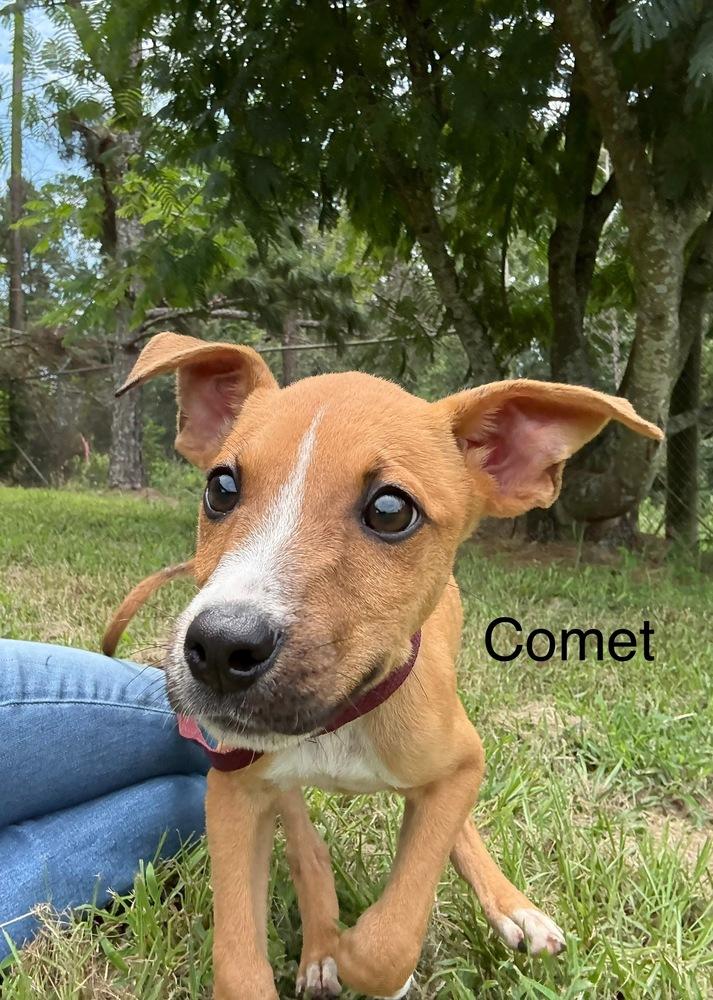Enlarge Comet, a Adoptable Cattle Dog in Crystal Springs, MS image 5/5