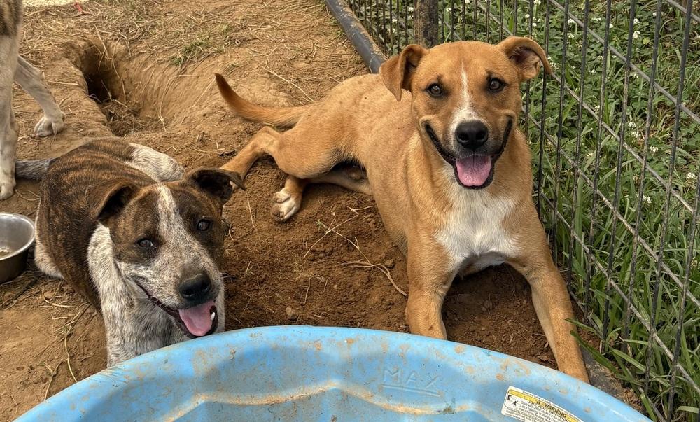 Enlarge Comet, a Adoptable Cattle Dog in Crystal Springs, MS image 5/6