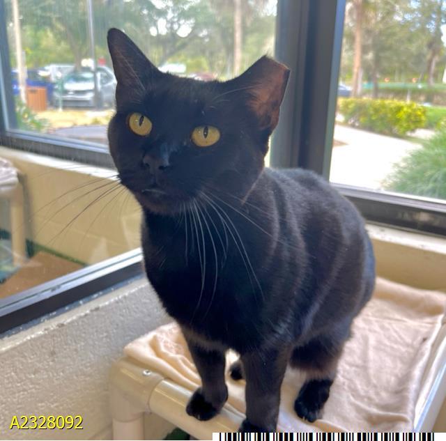 Enlarge GHOSTY, a Adoptable Domestic Short Hair in West Palm Beach, FL image 1/1