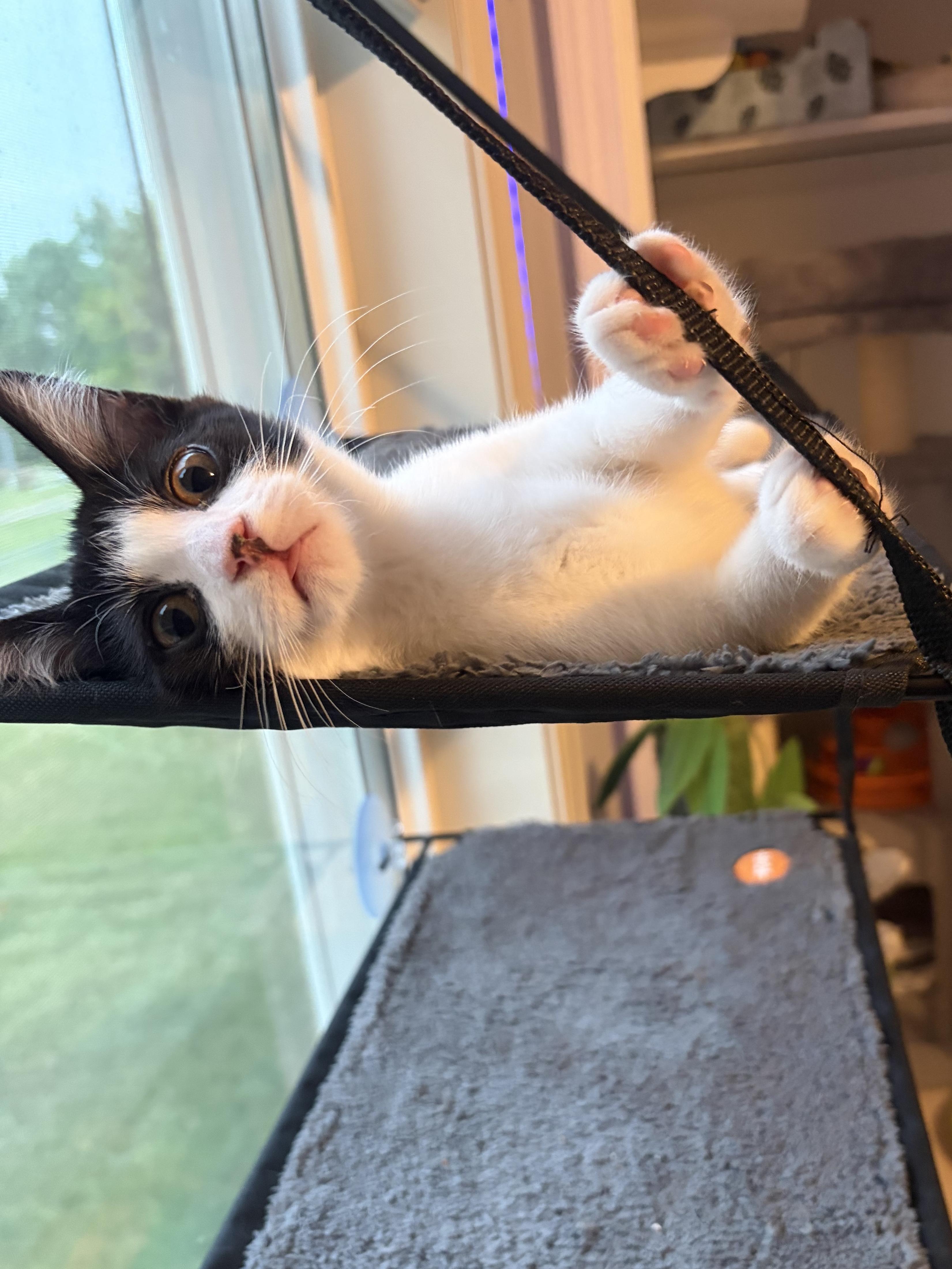 Enlarge Josephine (silly baby), a Adoptable Domestic Short Hair in South Lyon, MI image 3/6