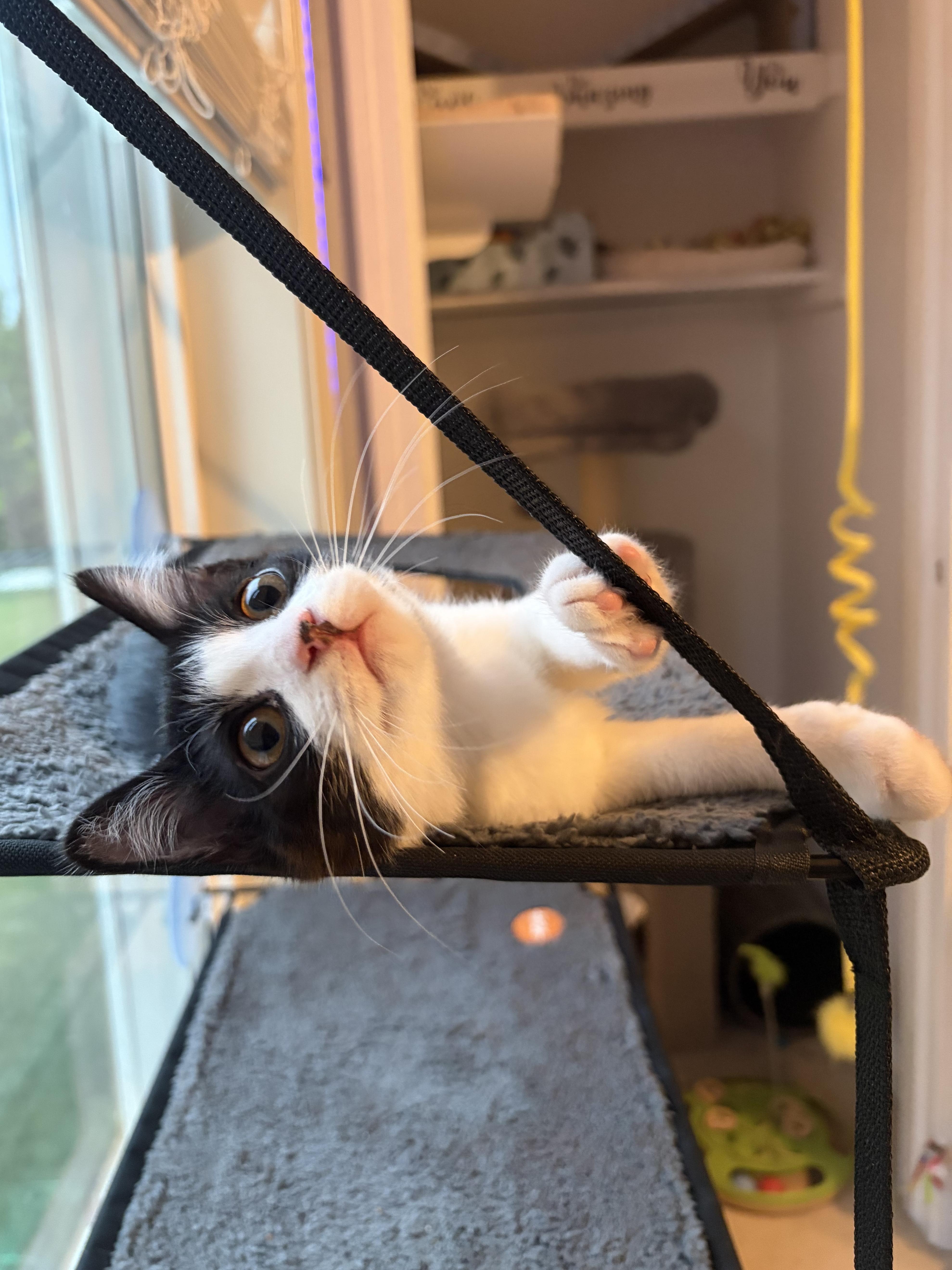 Enlarge Josephine (silly baby), a Adoptable Domestic Short Hair in South Lyon, MI image 5/6