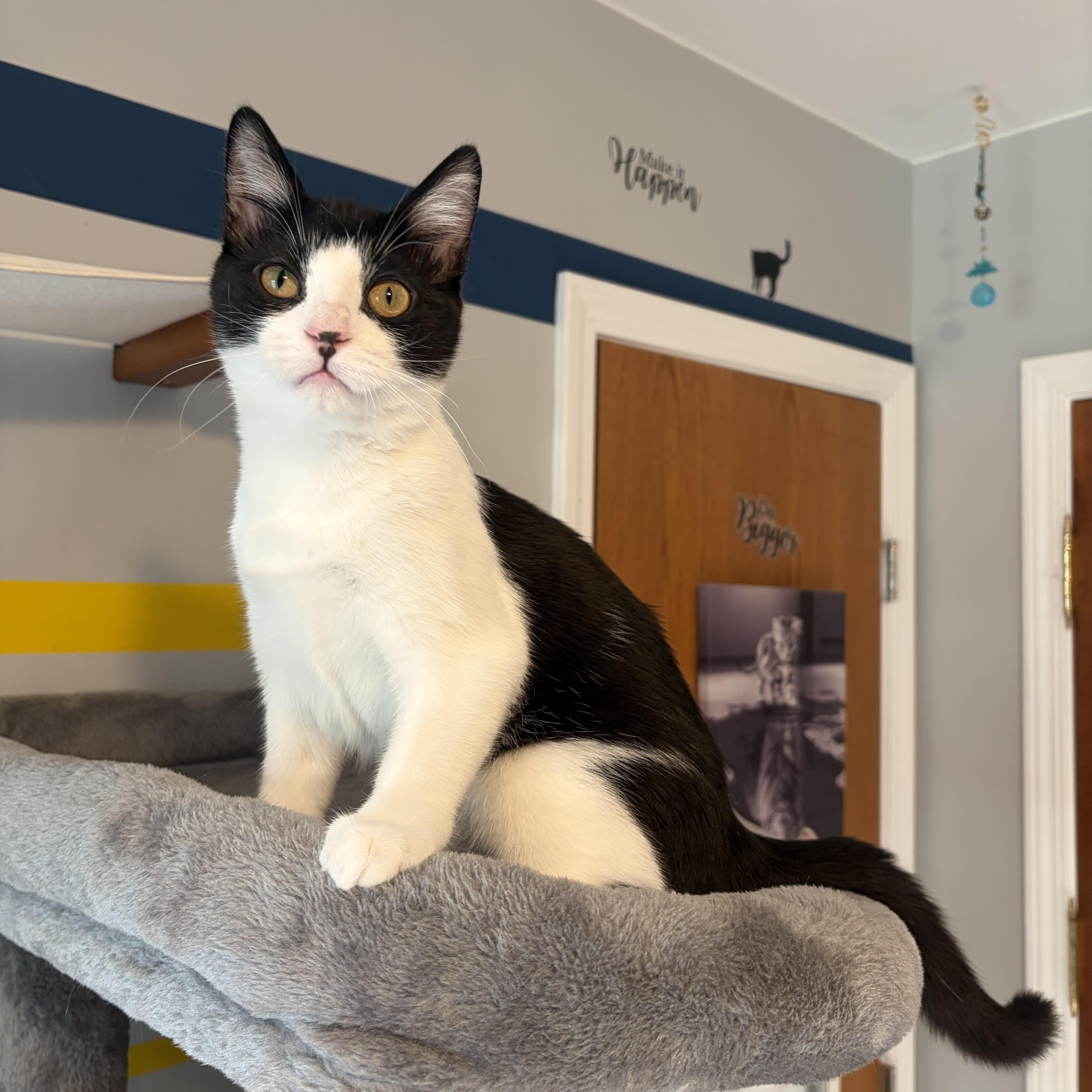 Enlarge Josephine (silly baby), a Adoptable Domestic Short Hair in South Lyon, MI image 2/4