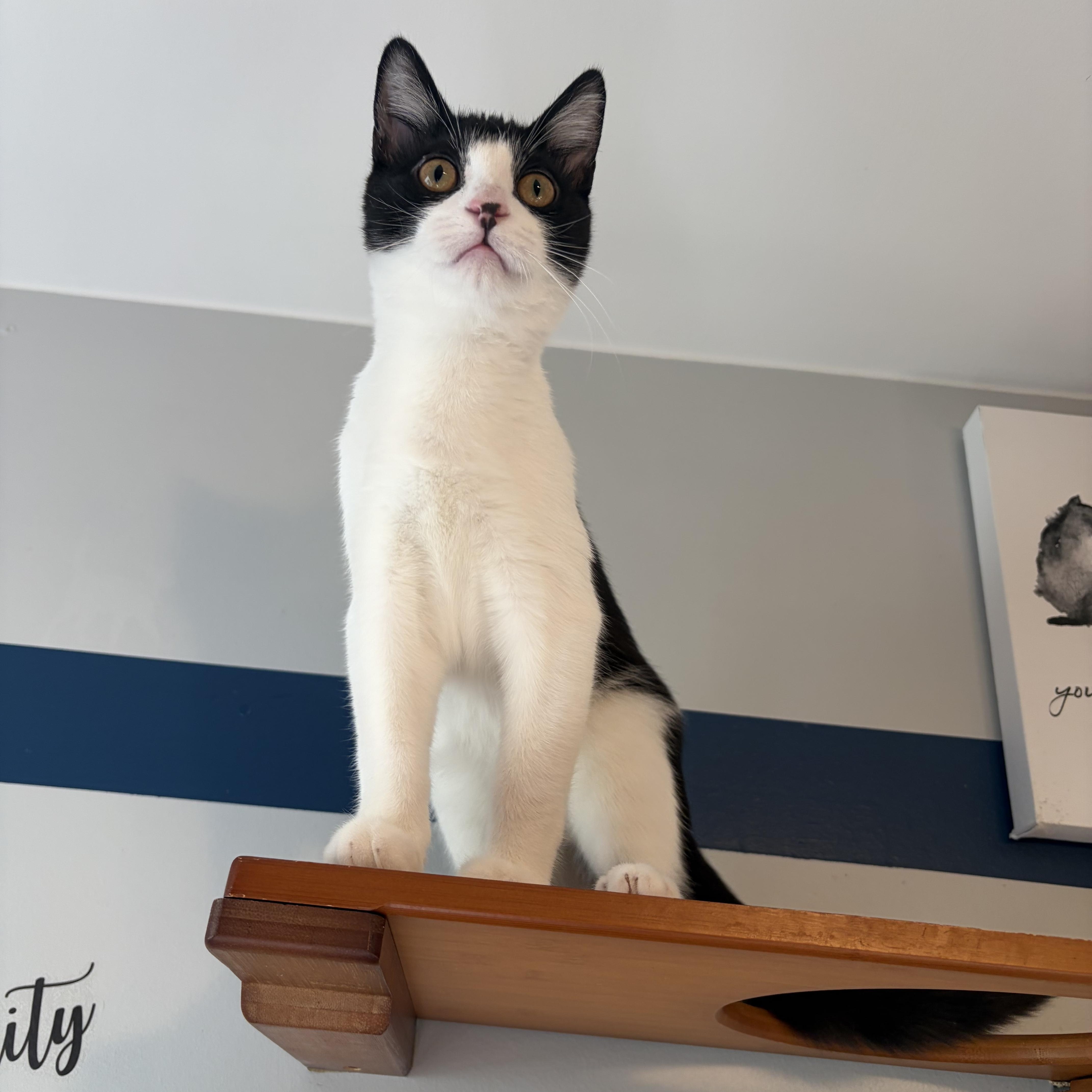 Enlarge Josephine (silly baby), a Adoptable Domestic Short Hair in South Lyon, MI image 3/4