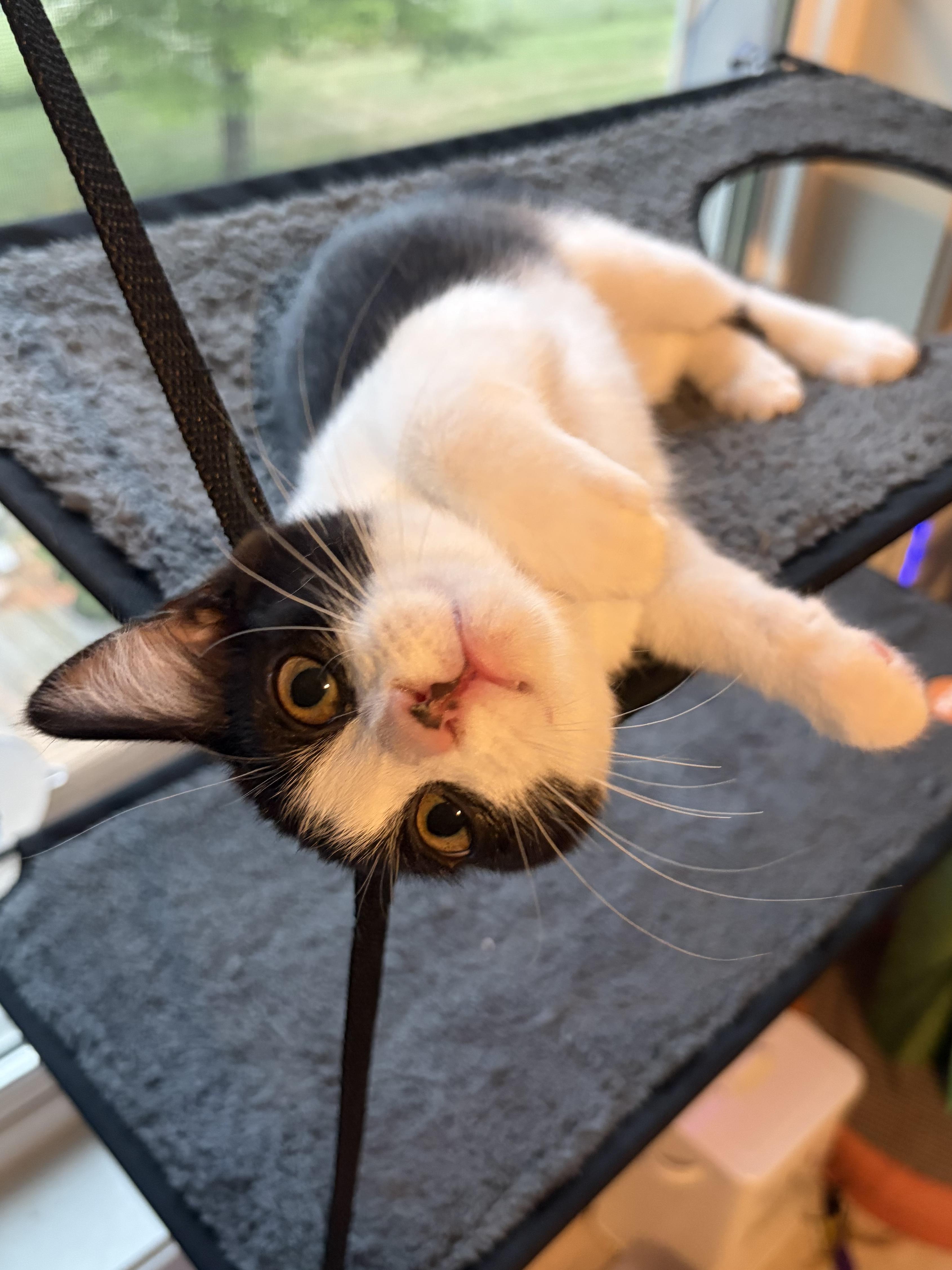 Josephine (silly baby), Adoptable, Kitten Female Domestic Short Hair.