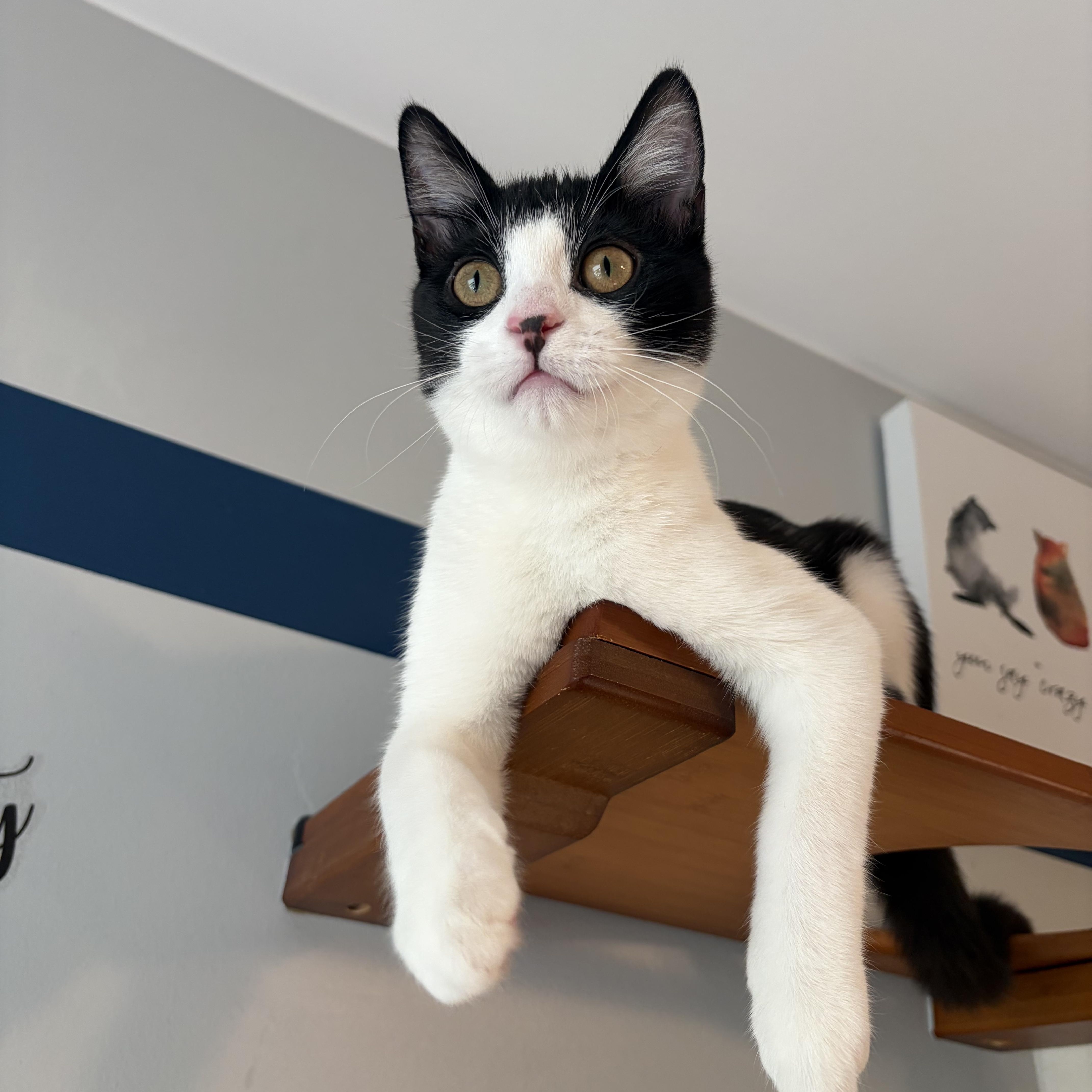 Enlarge Josephine (silly baby), a Adoptable Domestic Short Hair in South Lyon, MI image 4/4