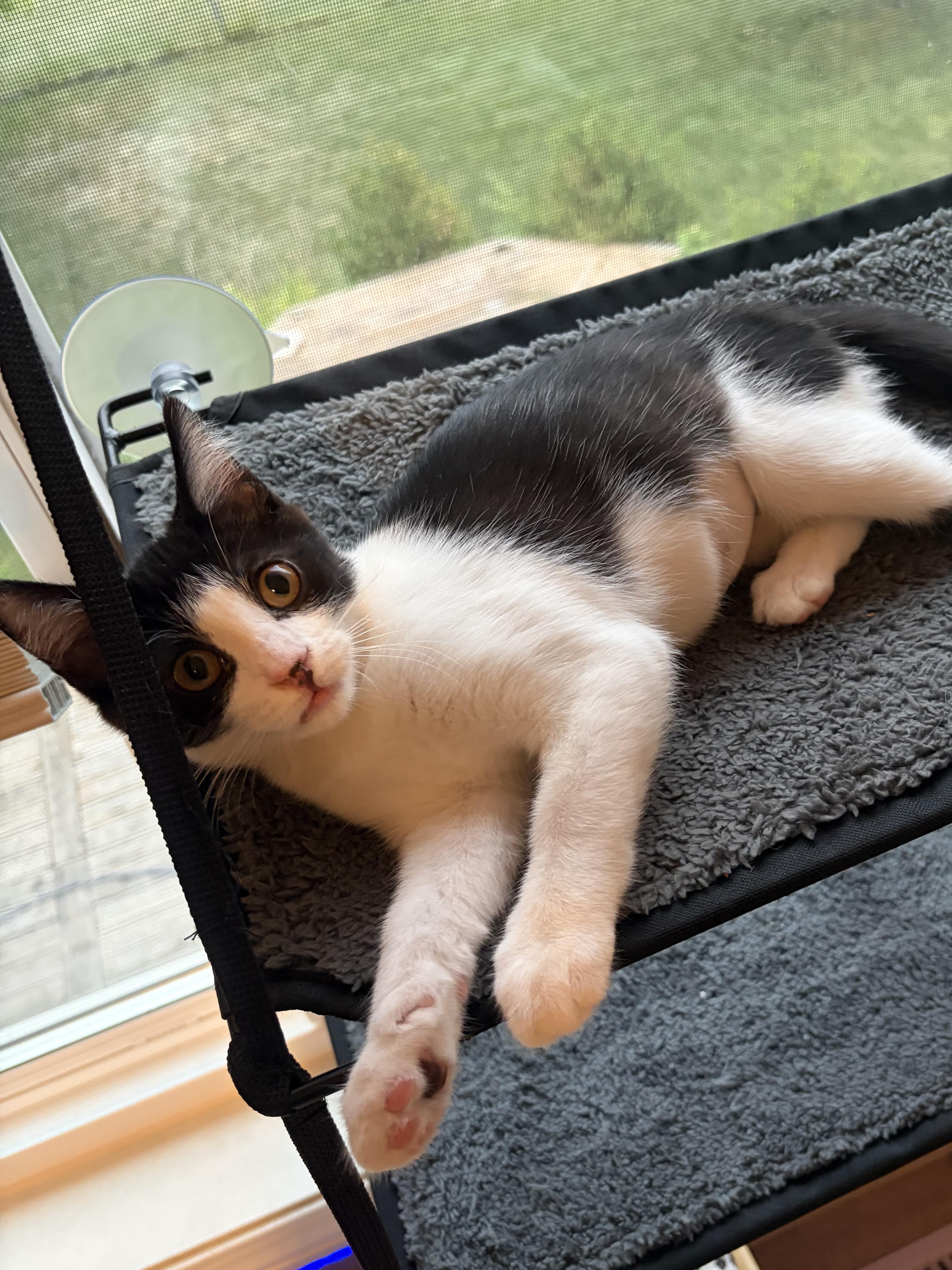 Enlarge Josephine (silly baby), a Adoptable Domestic Short Hair in South Lyon, MI image 6/6