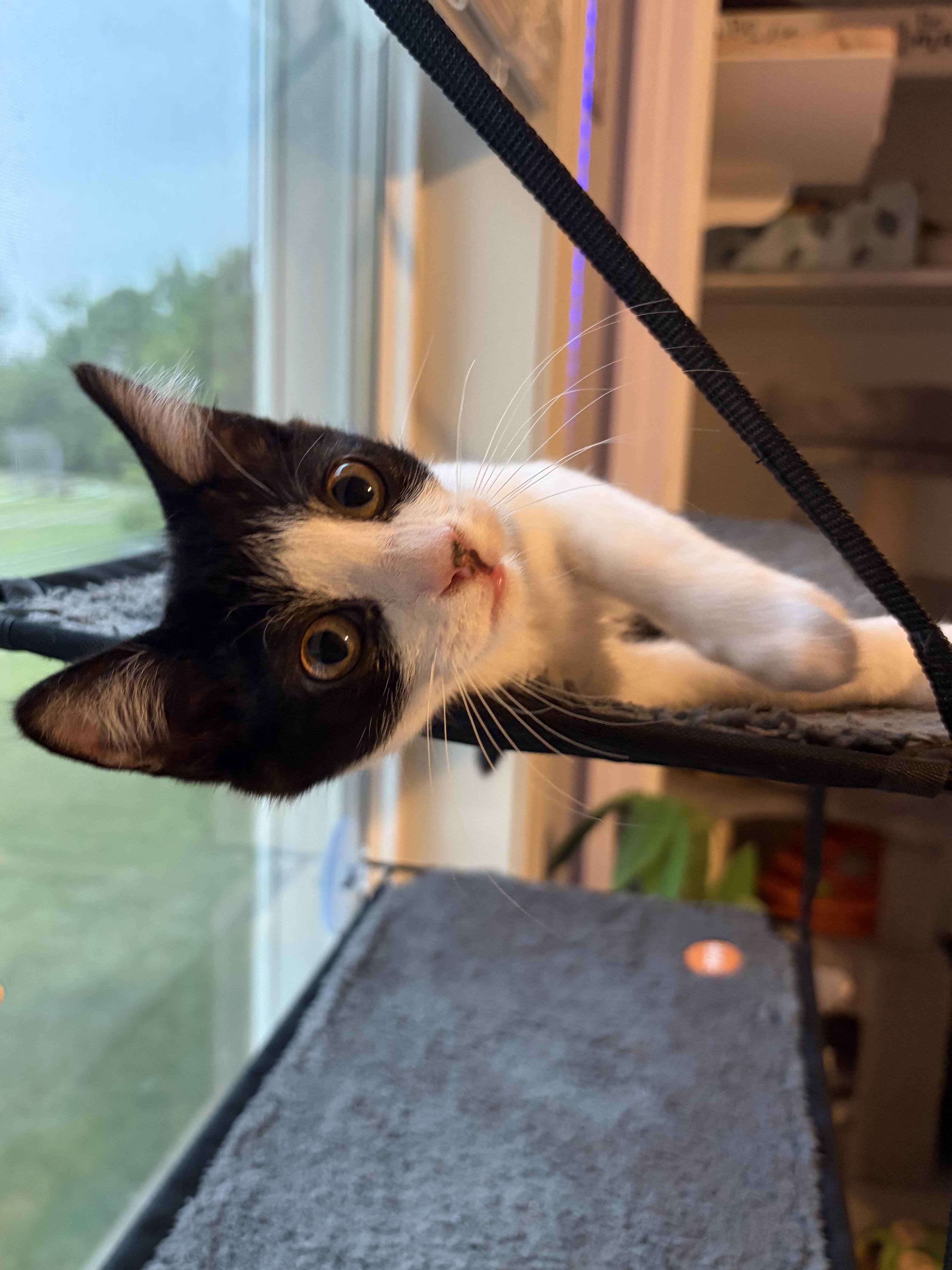 Enlarge Josephine (silly baby), a Adoptable Domestic Short Hair in South Lyon, MI image 4/6