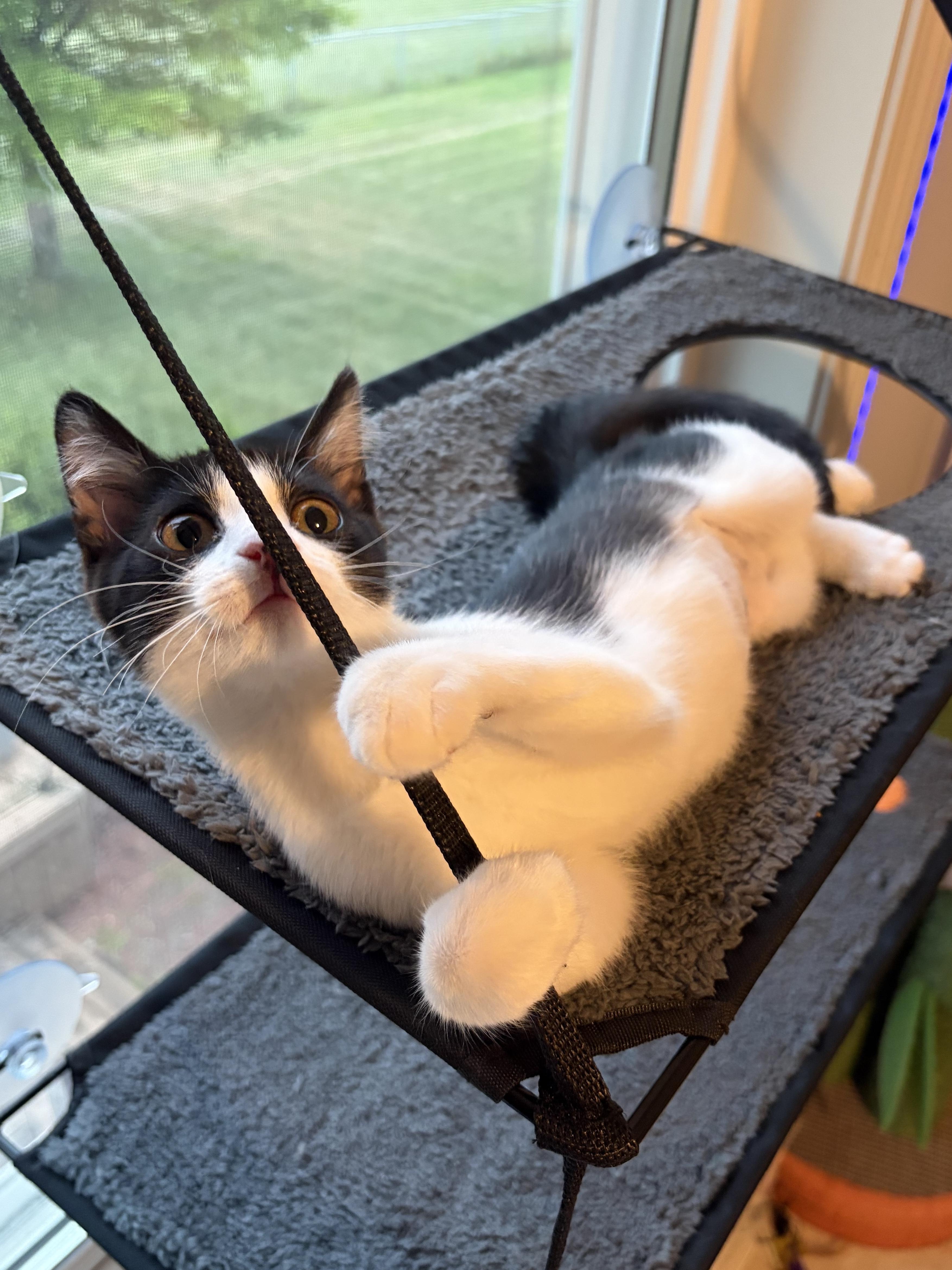 Enlarge Josephine (silly baby), a Adoptable Domestic Short Hair in South Lyon, MI image 2/6