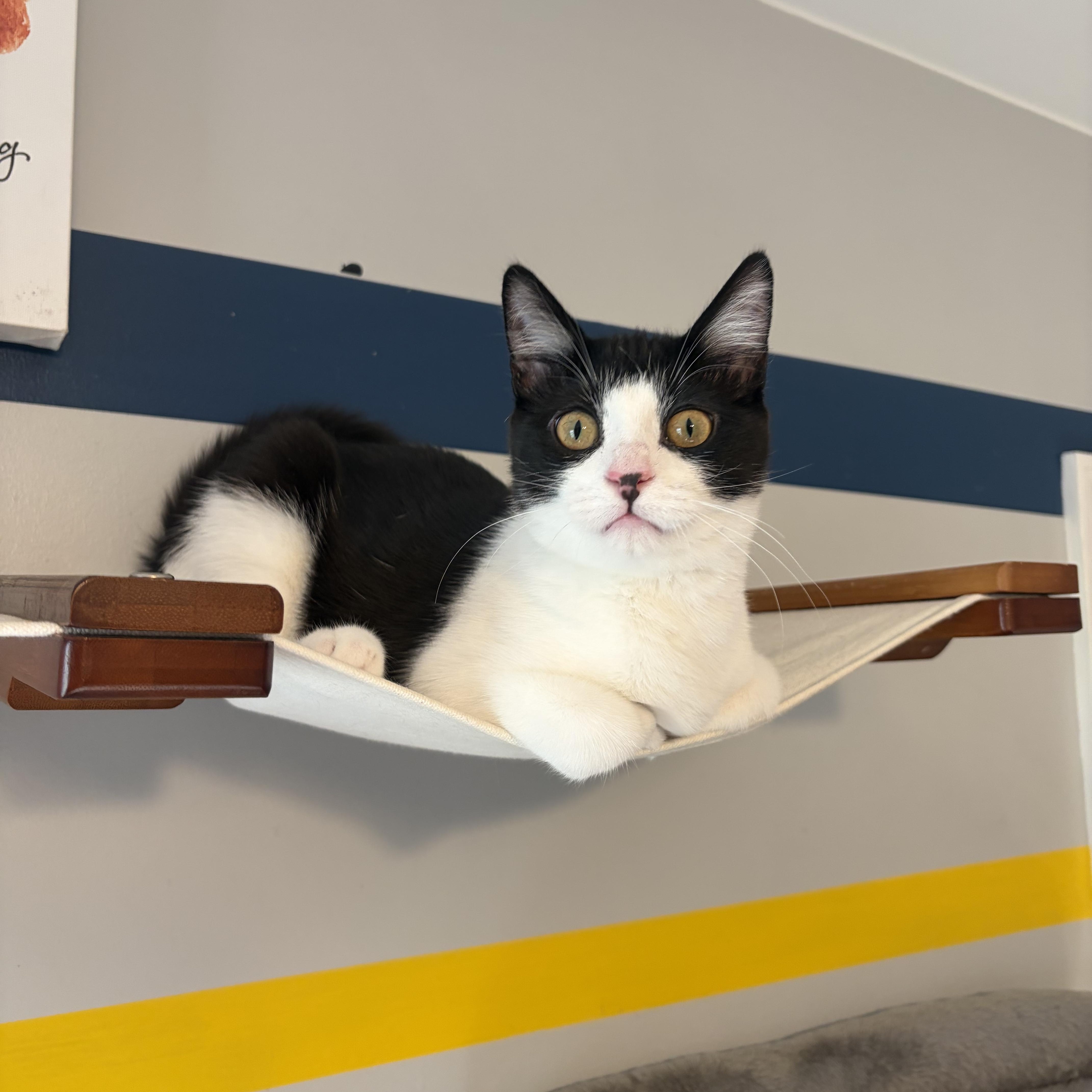 Josephine (silly baby), Adoptable, Kitten Female Domestic Short Hair.