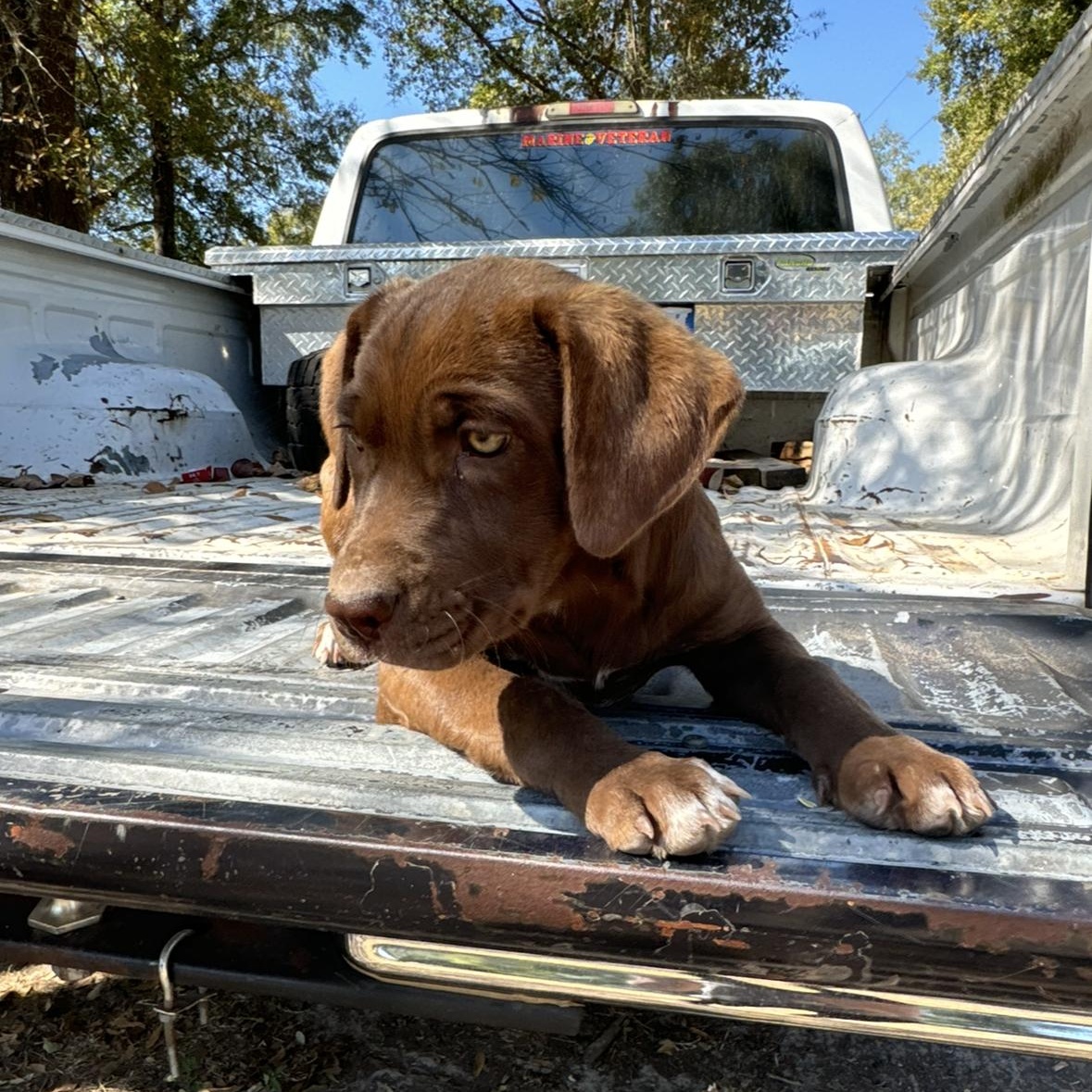 Dog for adoption Miranda, a Chocolate Labrador Retriever Mix in Fond