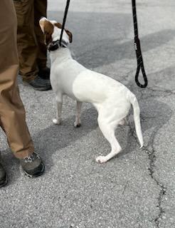 Enlarge Fortune, a Adoptable mixed breed in Manchester, TN image 3/3