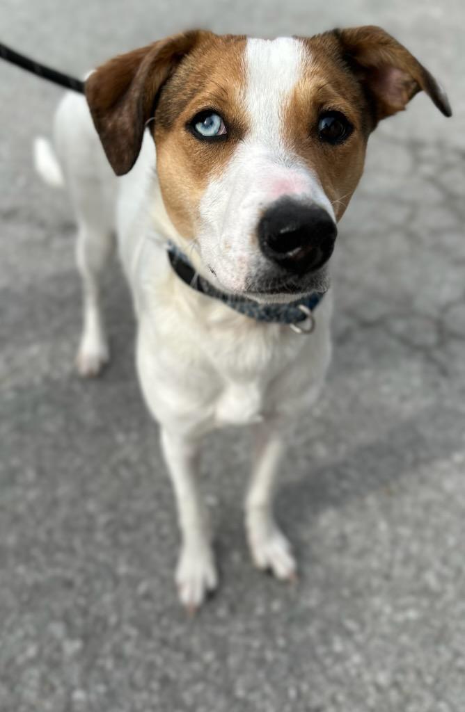 Fortune, Adoptable, Puppy Female Jack Russell Terrier.