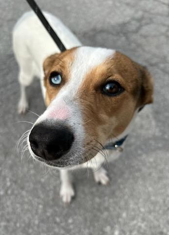 Enlarge Fortune, a Adoptable mixed breed in Manchester, TN image 2/3