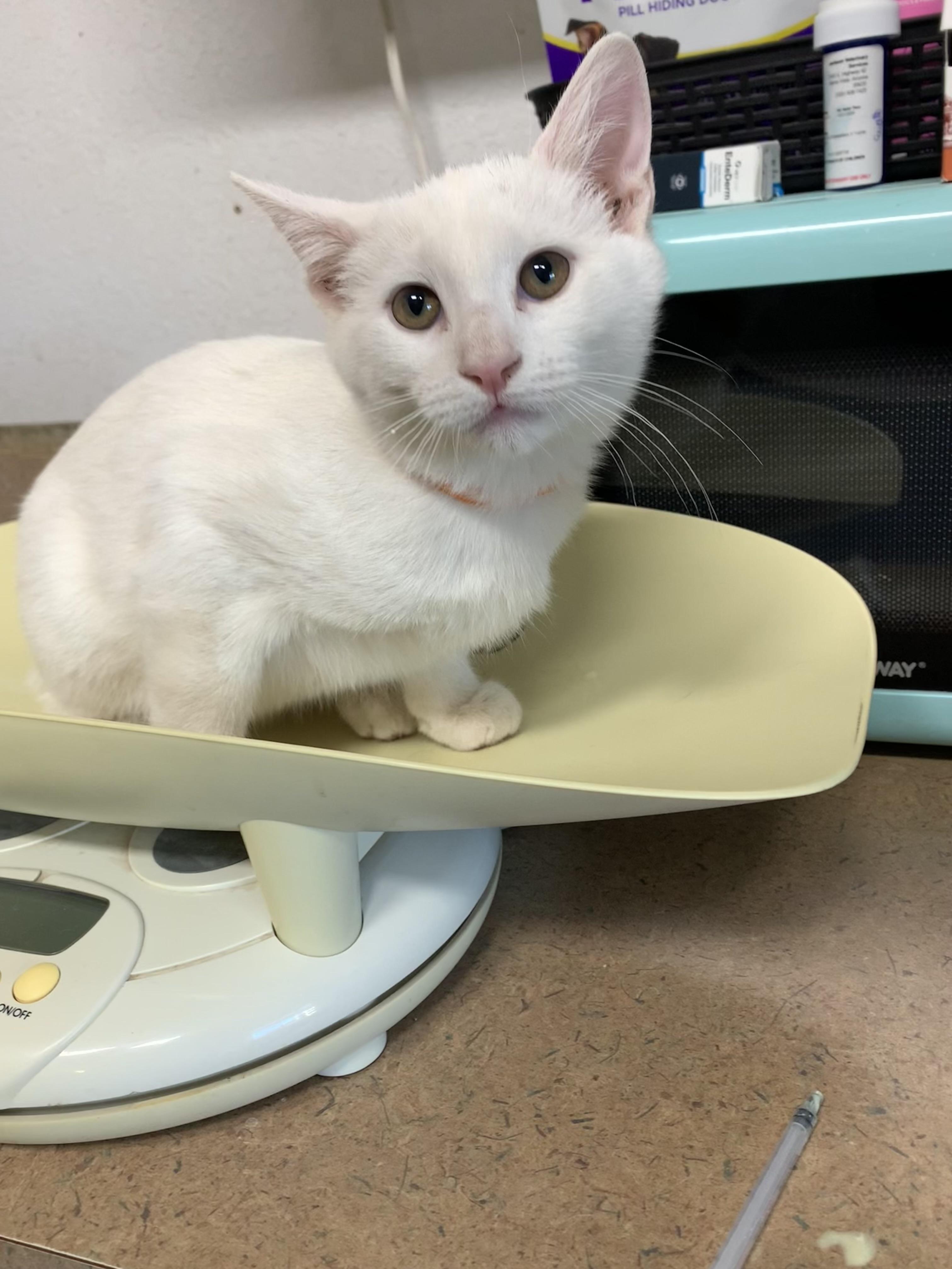 Robin, Adoptable, Young Male Domestic Short Hair.