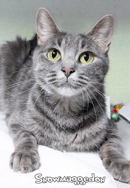 Snowmaggedon, Adoptable, Adult Female Domestic Short Hair & Domestic Short Hair.