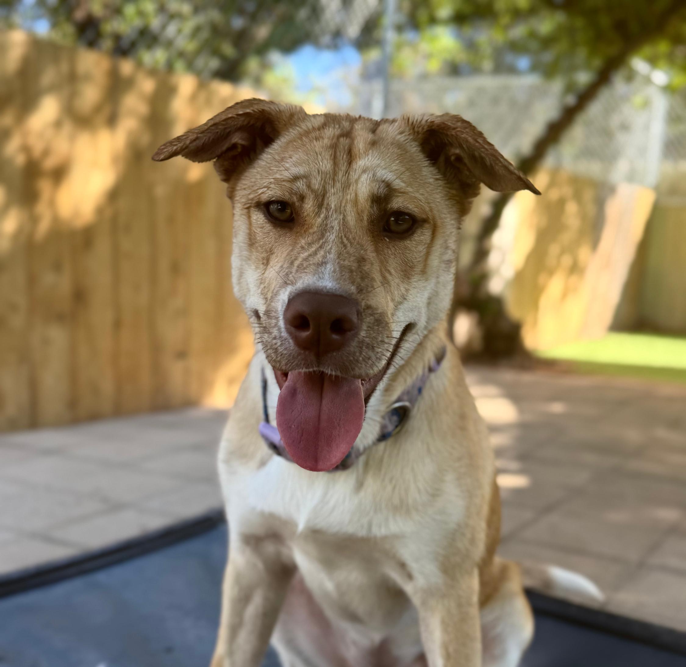 Enlarge Asha's Dreamer, a Adoptable mixed breed in San Diego, CA image 2/4