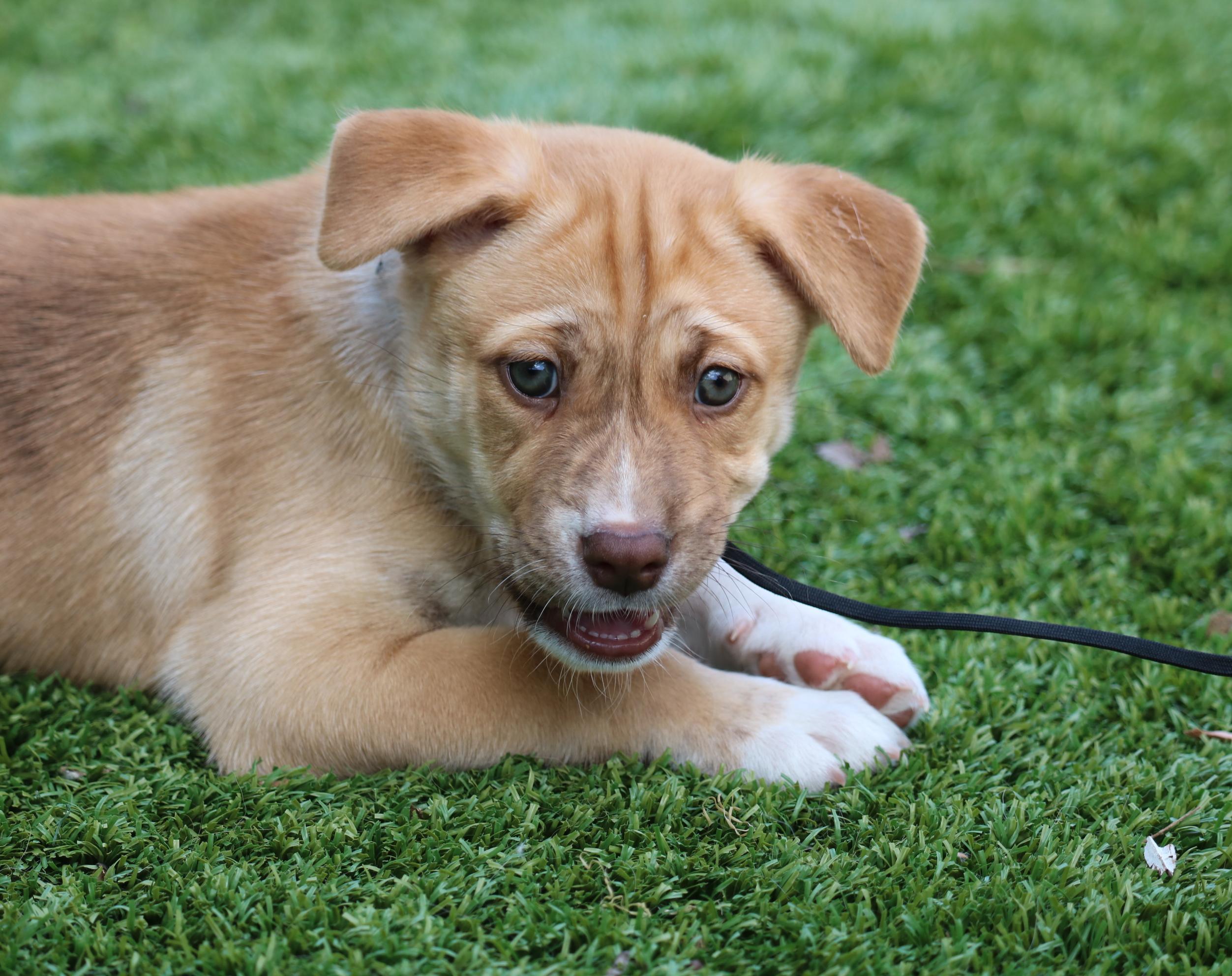 Enlarge Asha's Dreamer, a Adoptable mixed breed in San Diego, CA image 1/2