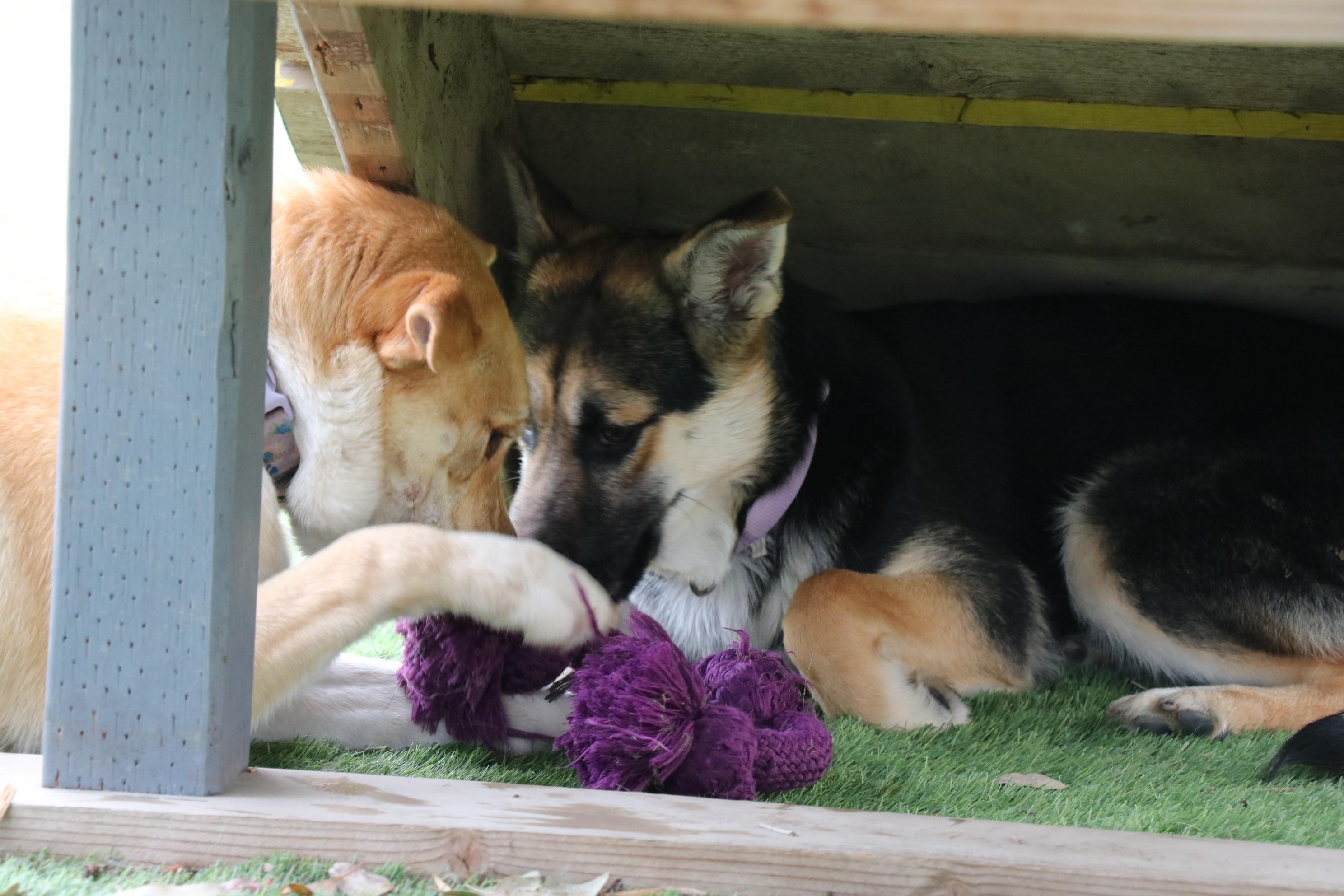Enlarge Asha's Dreamer, a Adoptable mixed breed in San Diego, CA image 4/4