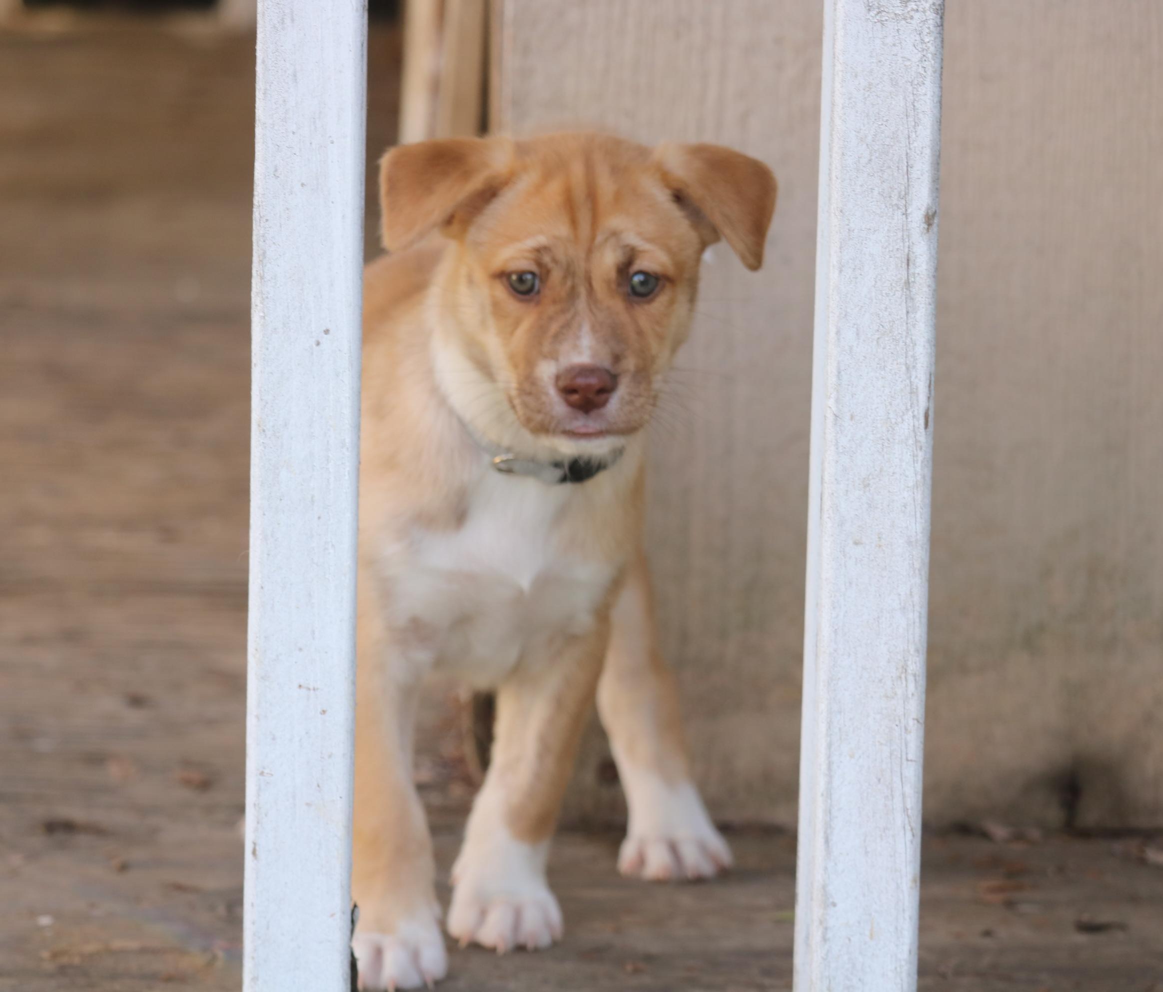 Enlarge Asha's Dreamer, a Adoptable mixed breed in San Diego, CA image 2/2