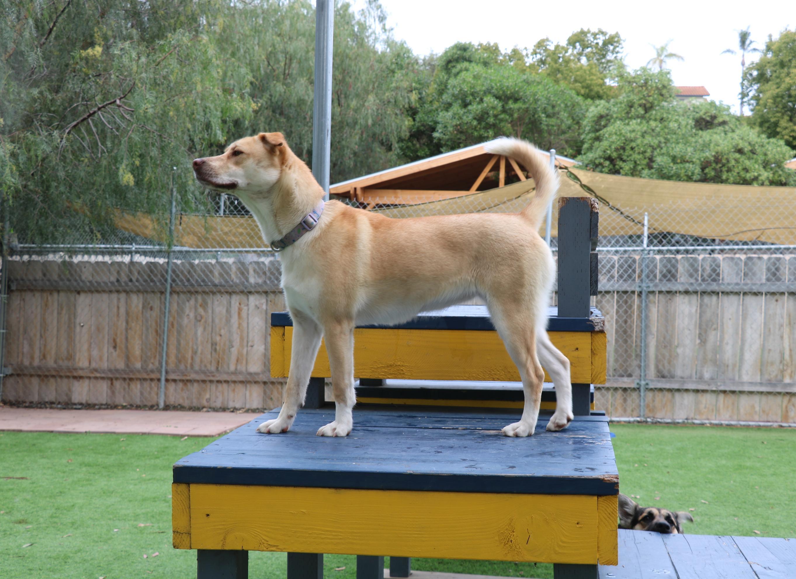 Enlarge Asha's Dreamer, a Adoptable mixed breed in San Diego, CA image 3/4