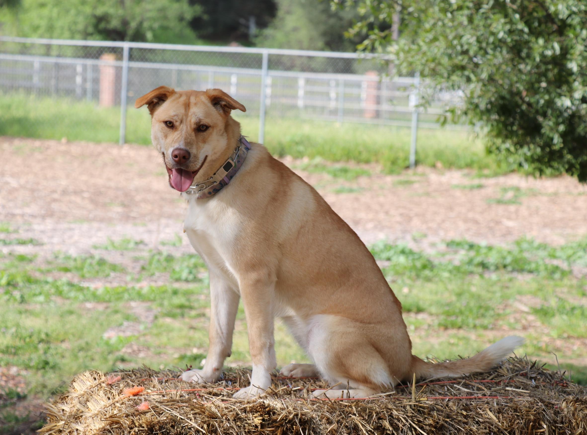 Enlarge Asha's Dreamer, a Adoptable mixed breed in San Diego, CA image 1/4