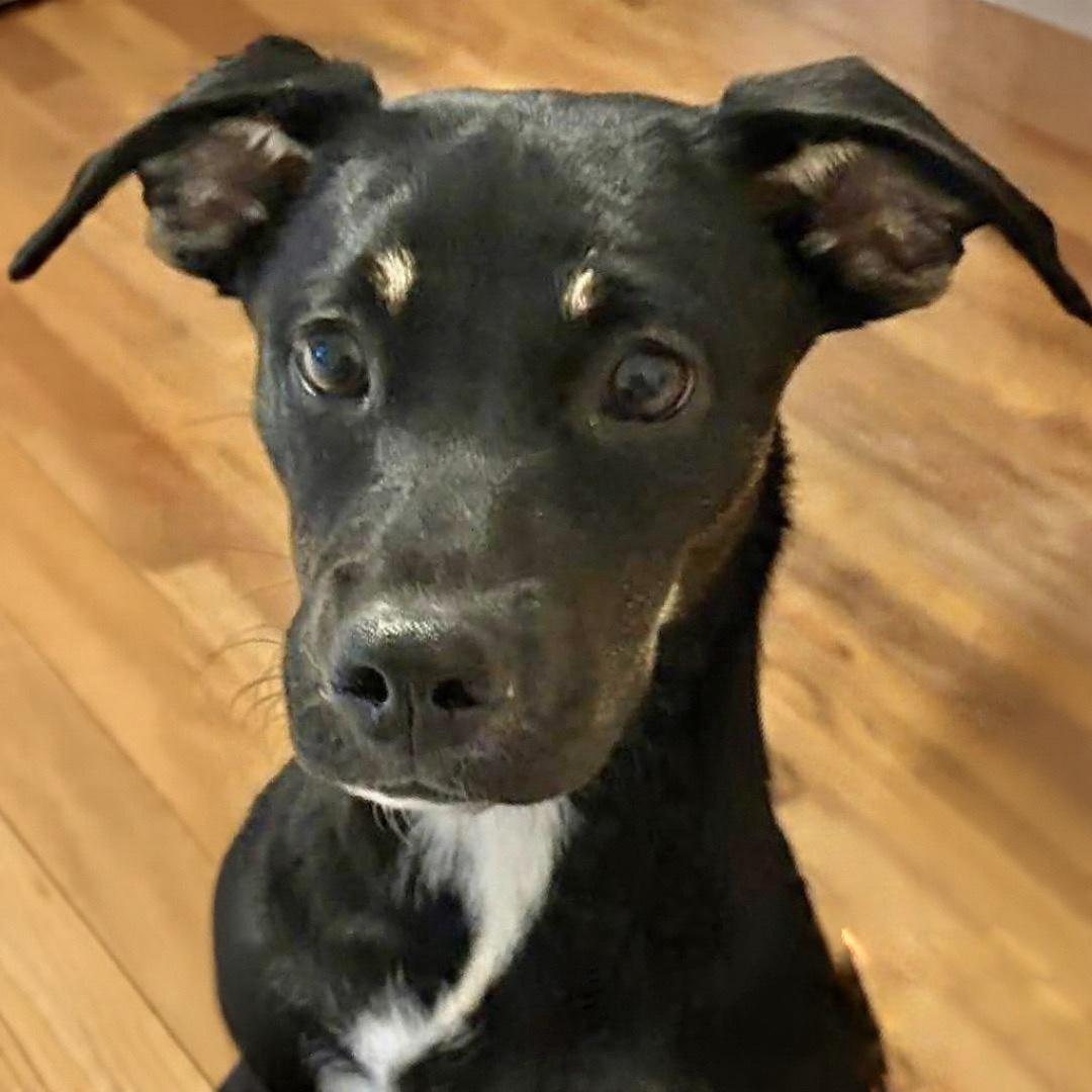 Sage, ADOPTABLE, Puppy Female Mixed Breed.