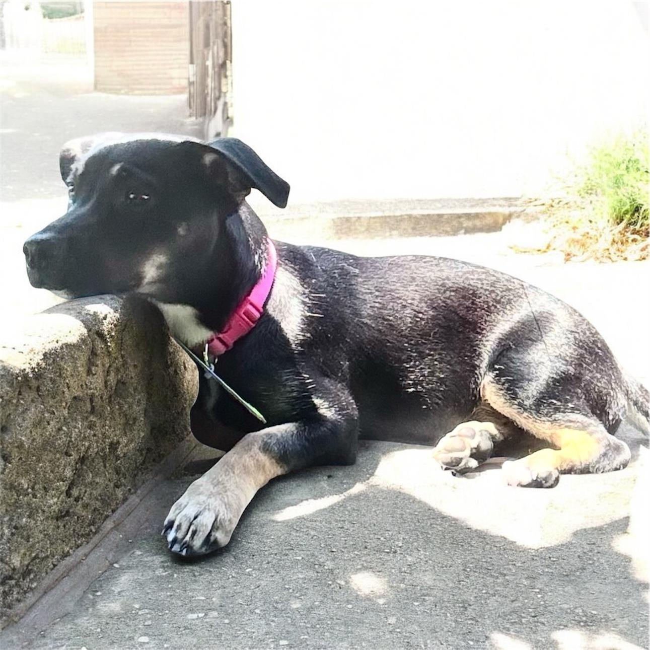 Sage, a ADOPTABLE Mixed Breed in Hillsborough, NJ image 3/5