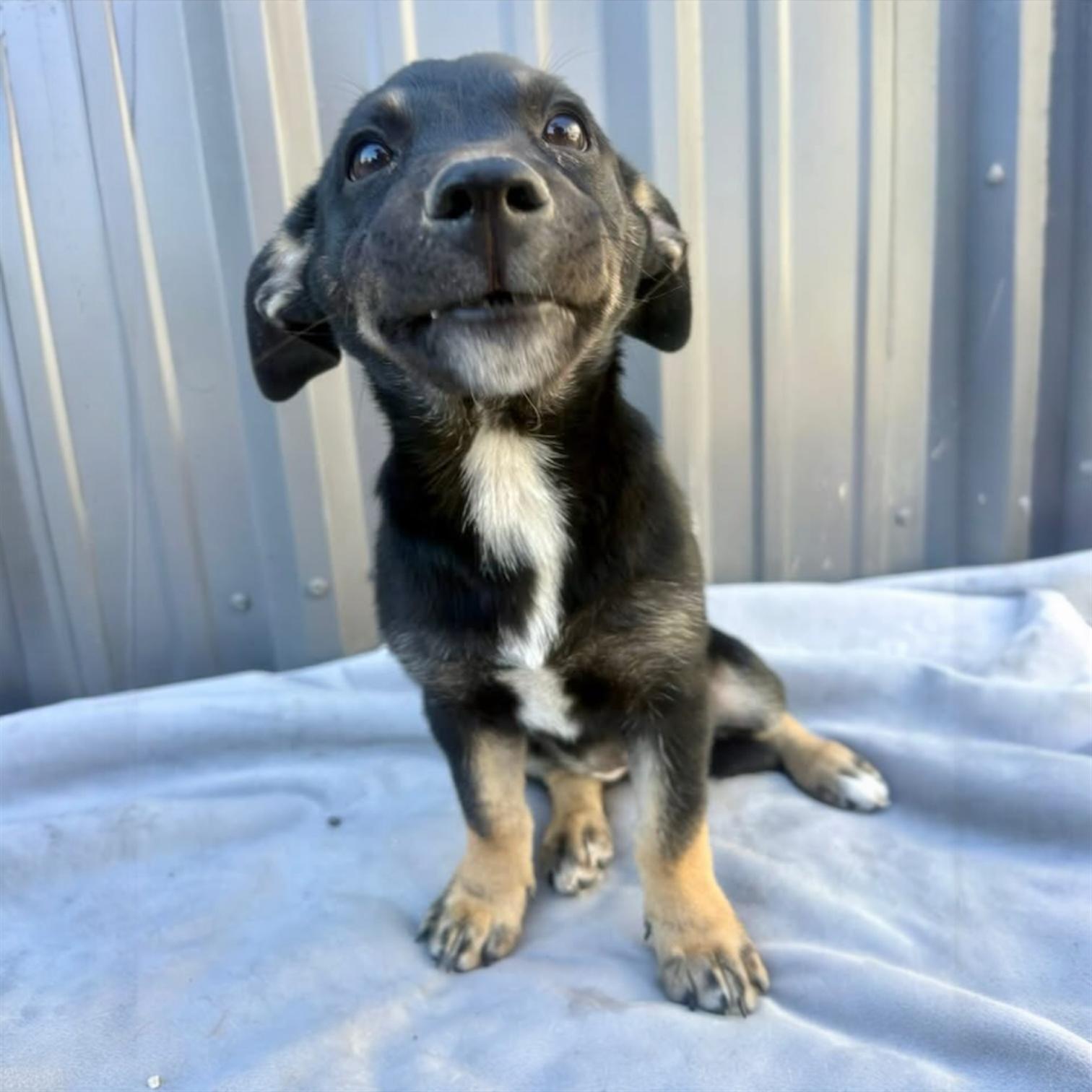 Sage, a ADOPTABLE Mixed Breed in Hillsborough, NJ image 5/5